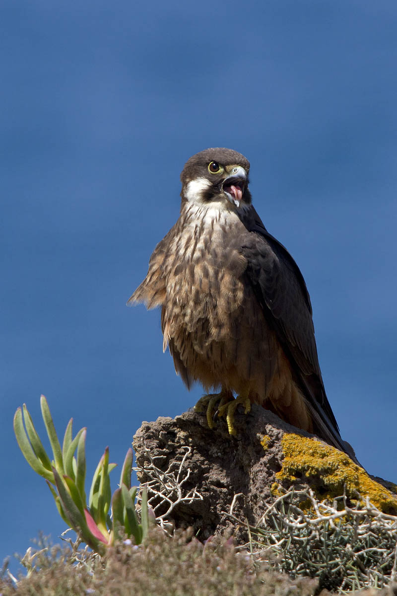 Falco della regina Falco Eleonorae