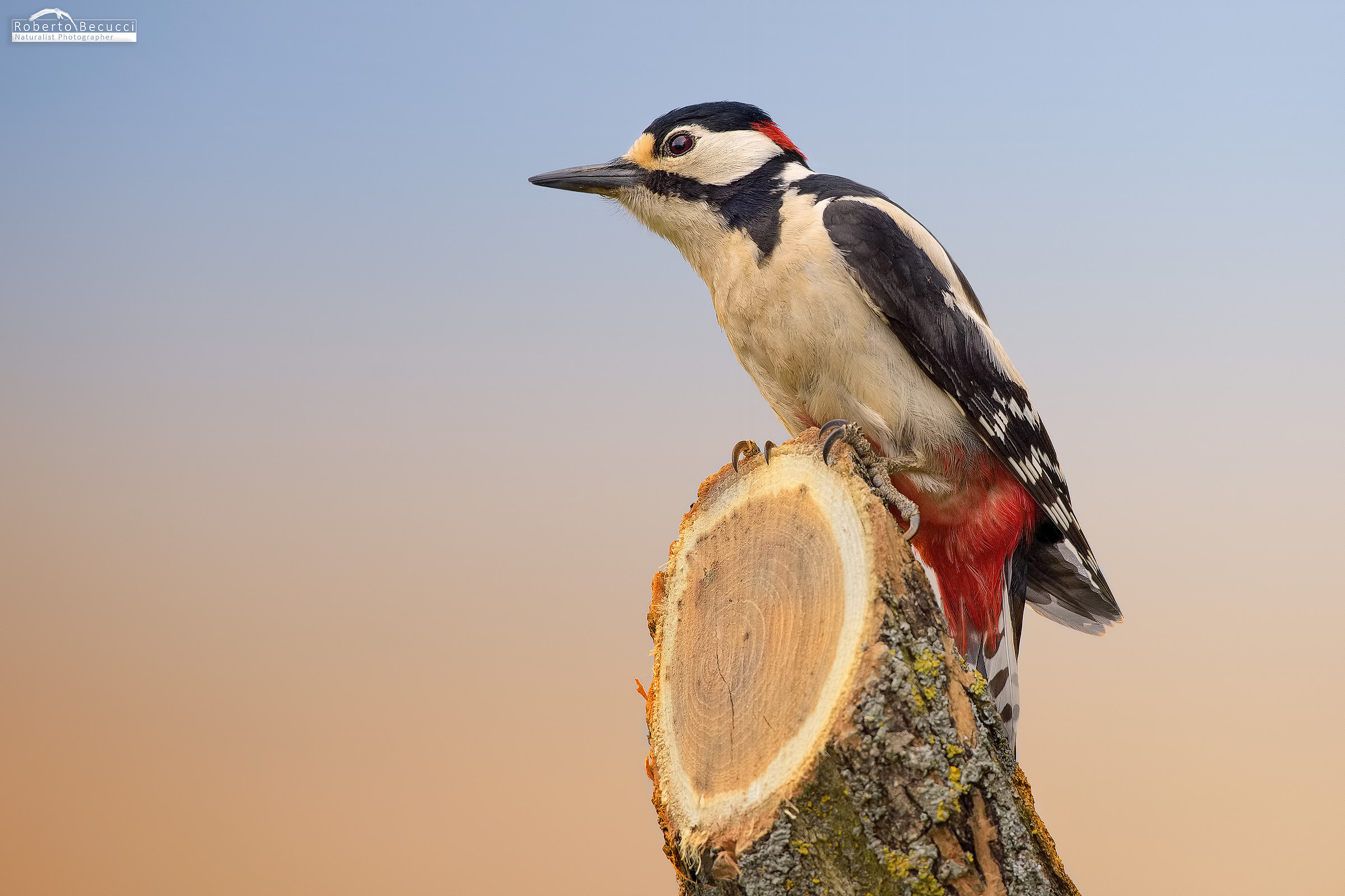 Woodpecker at Sunset ...
