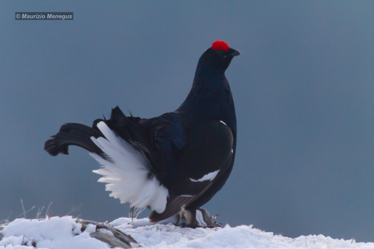 Gallo forcello maggio 2016