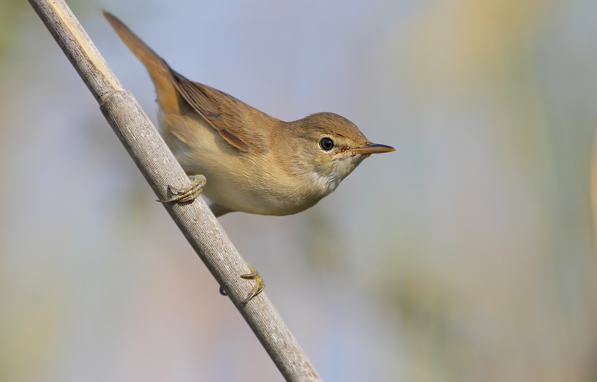reed warbler