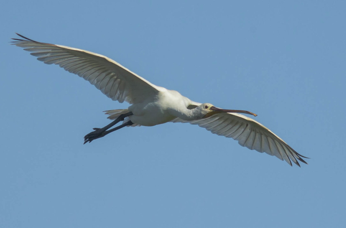 Altra spatola in volo