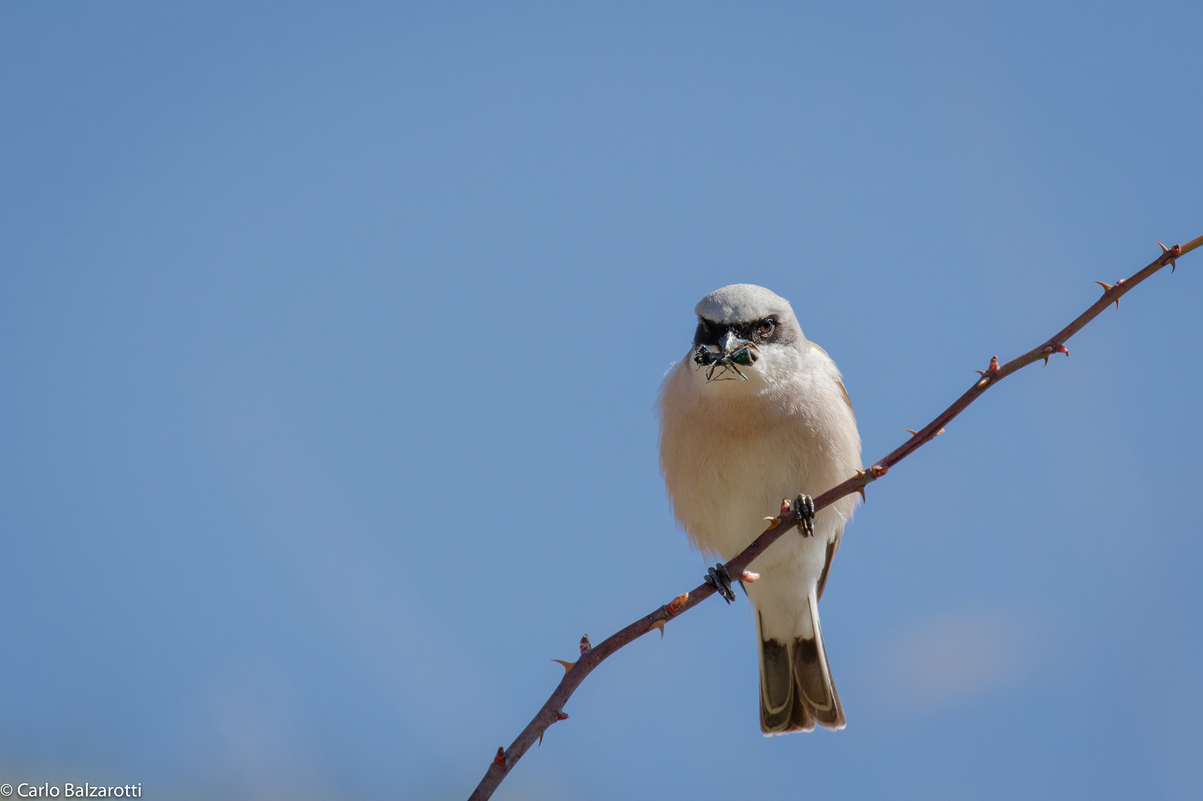 Non guardarmi quando mangio!