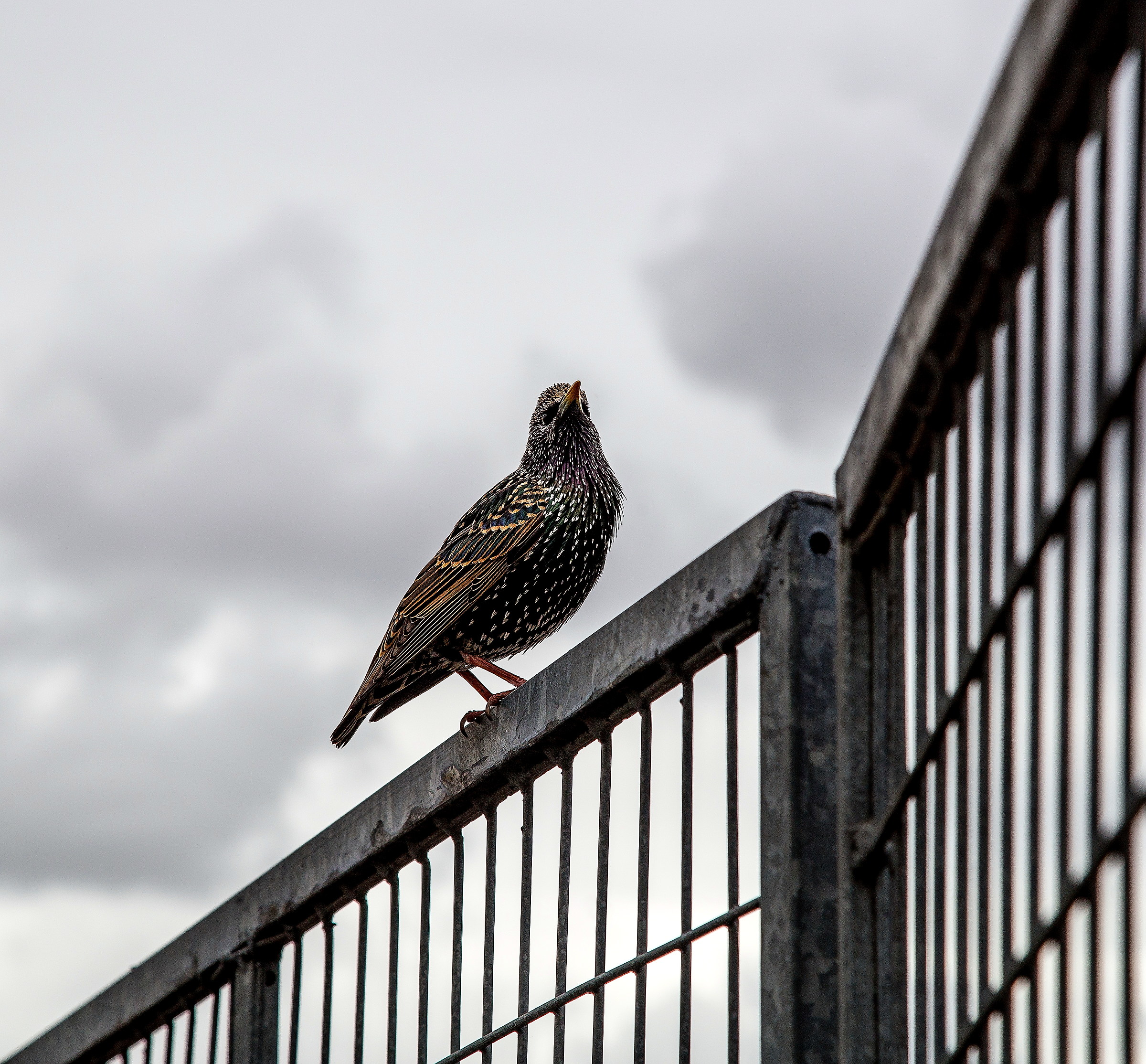 Caccia fotografica metropolitana.