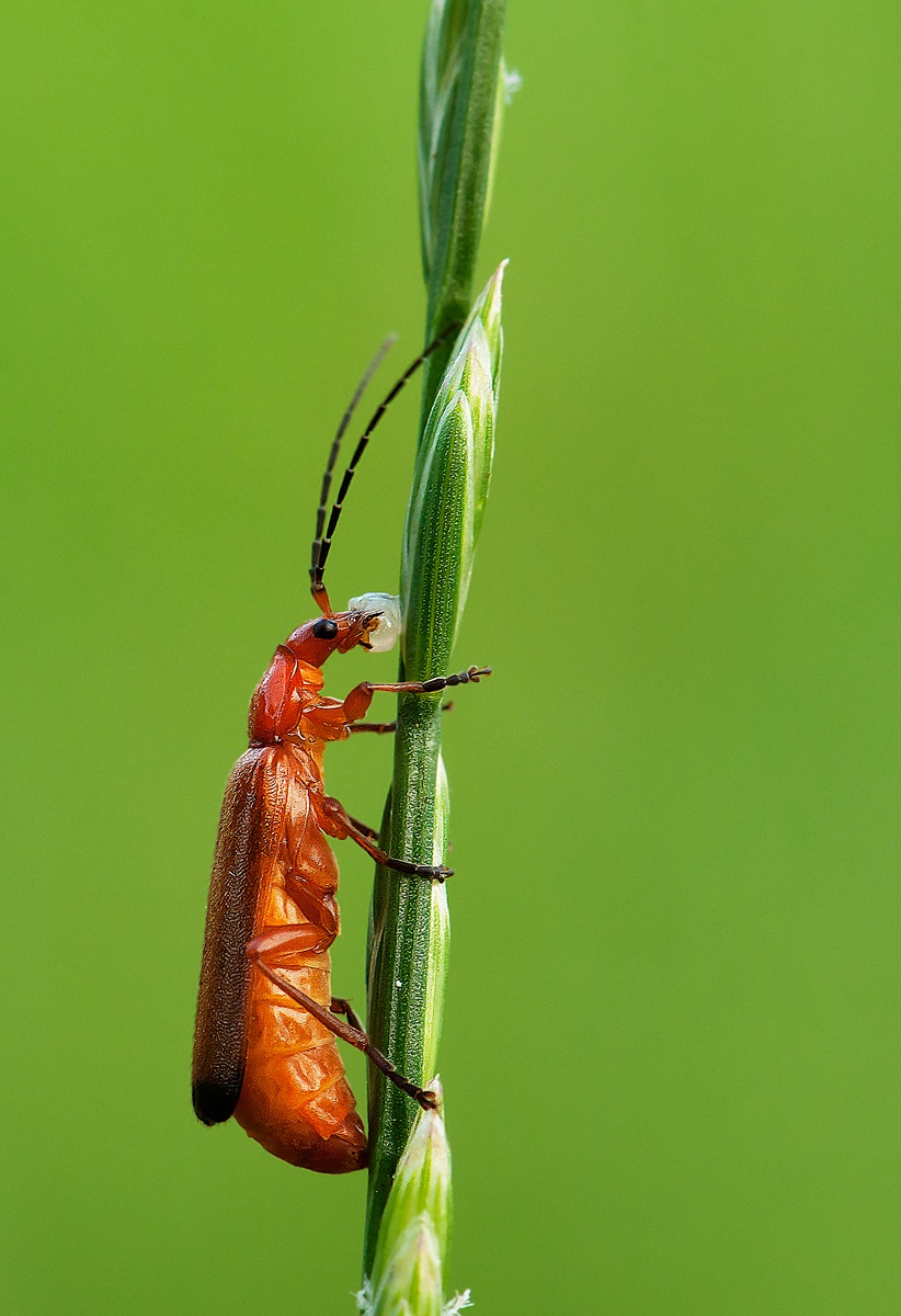 cantharis rustica