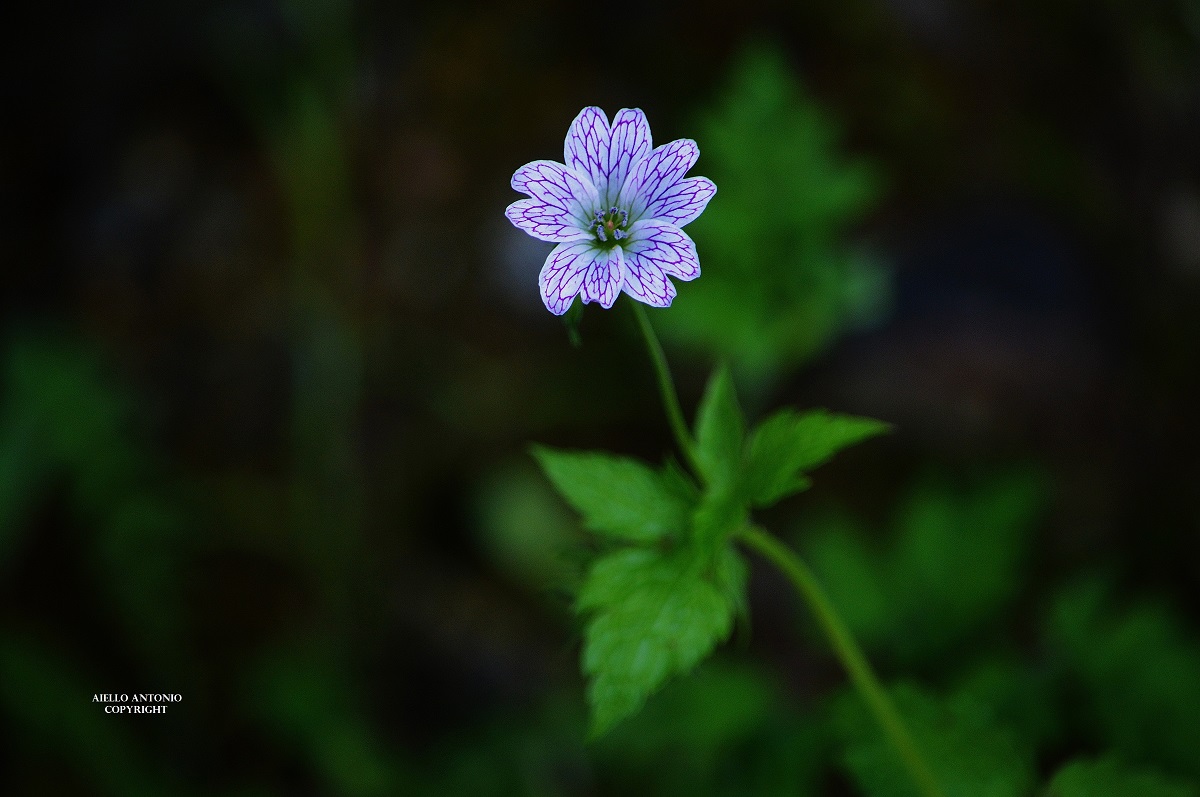 magnificentia naturae