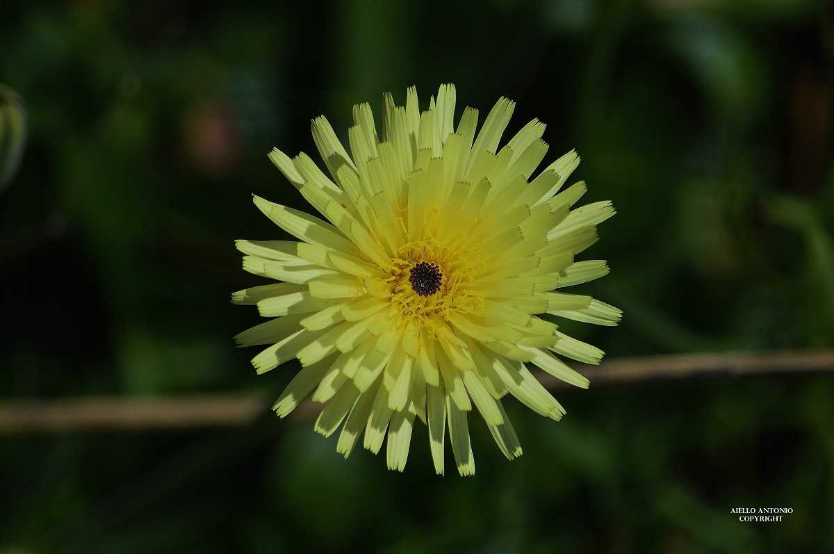urospermum dalechampii