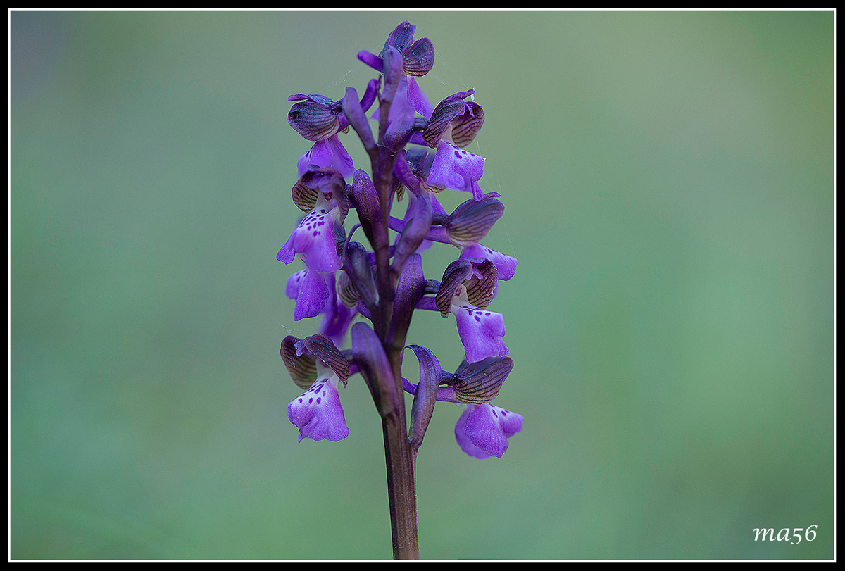 Orchis Morio