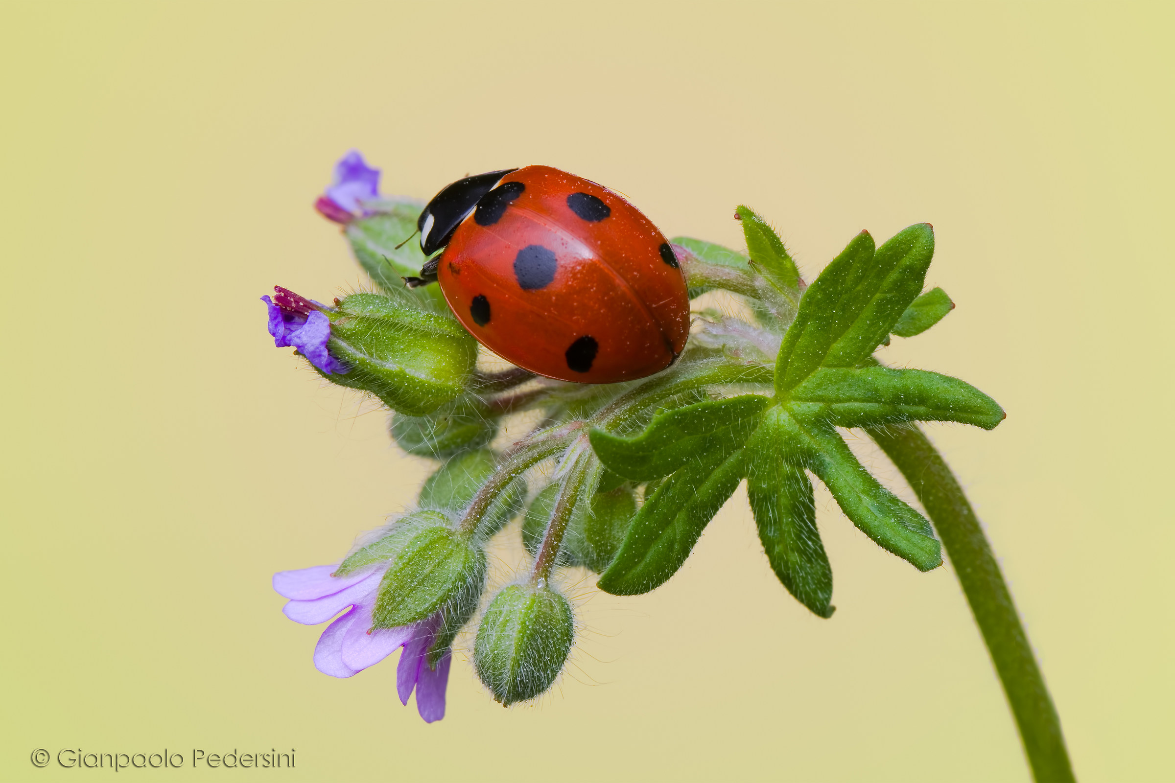 Ladybug