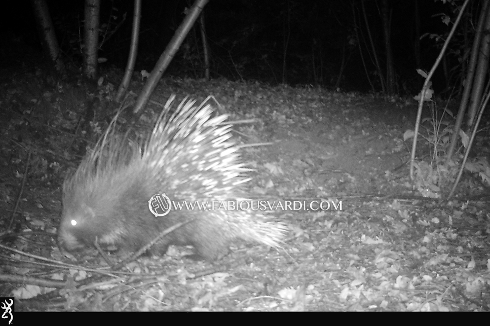 Hystrix cristata (porcupine)