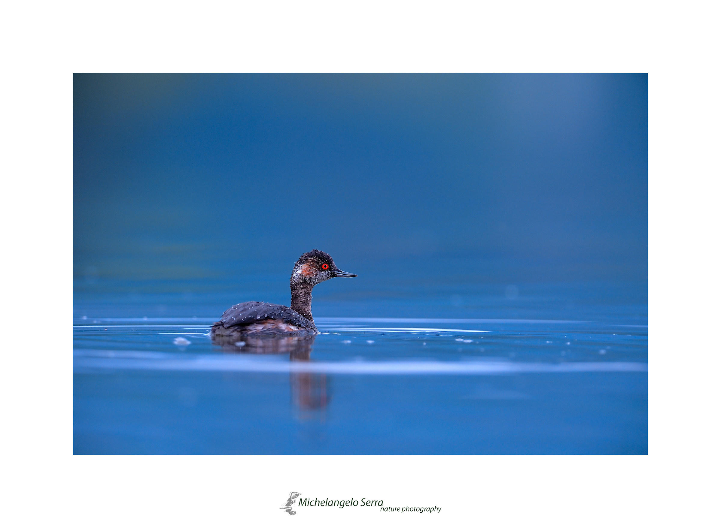 Little grebe