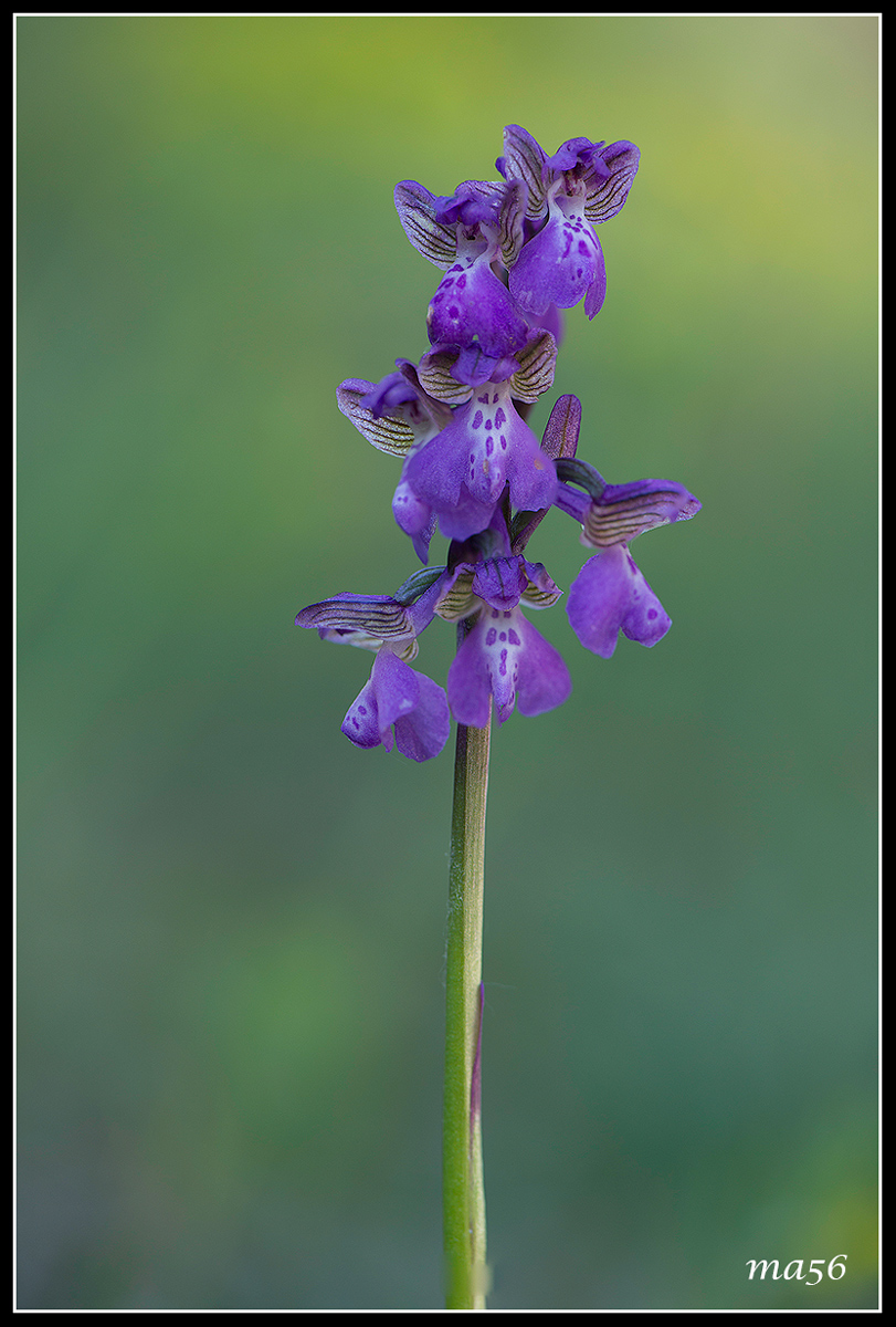 Orchis Morio