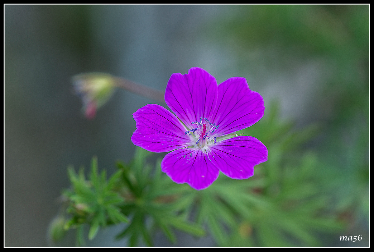 Geranium sylvaticum