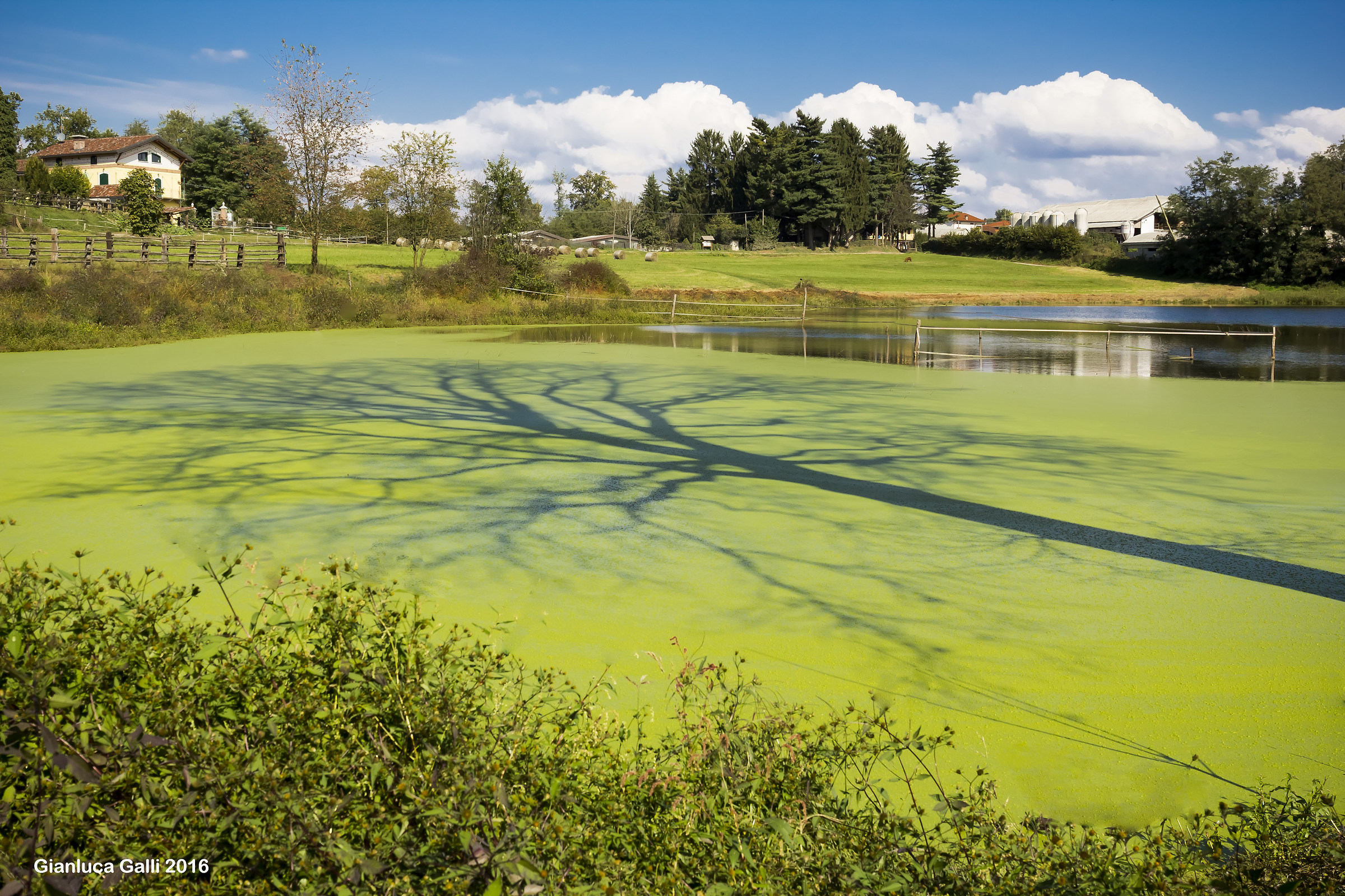The pond and the tree ..