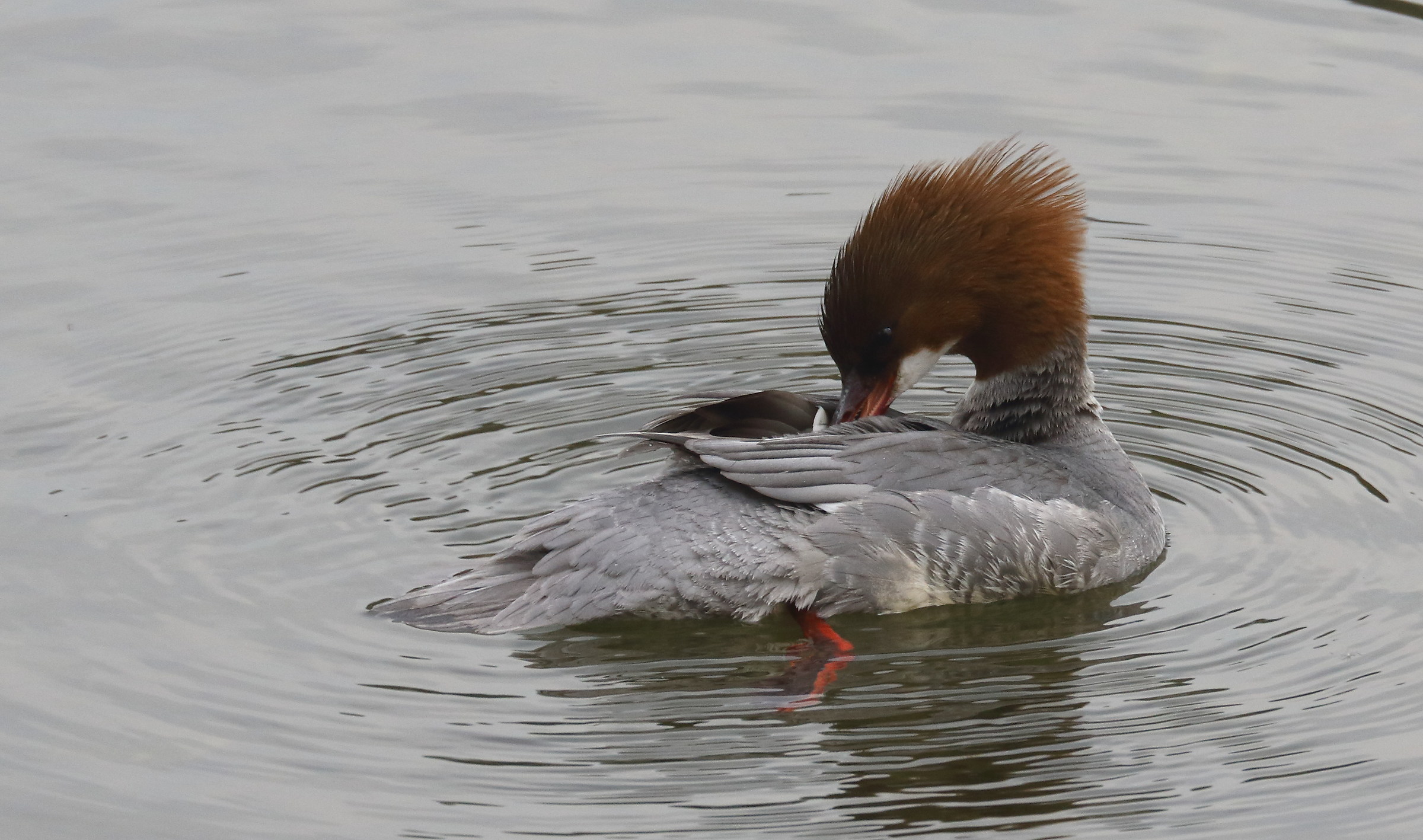 let us make a small bathroom