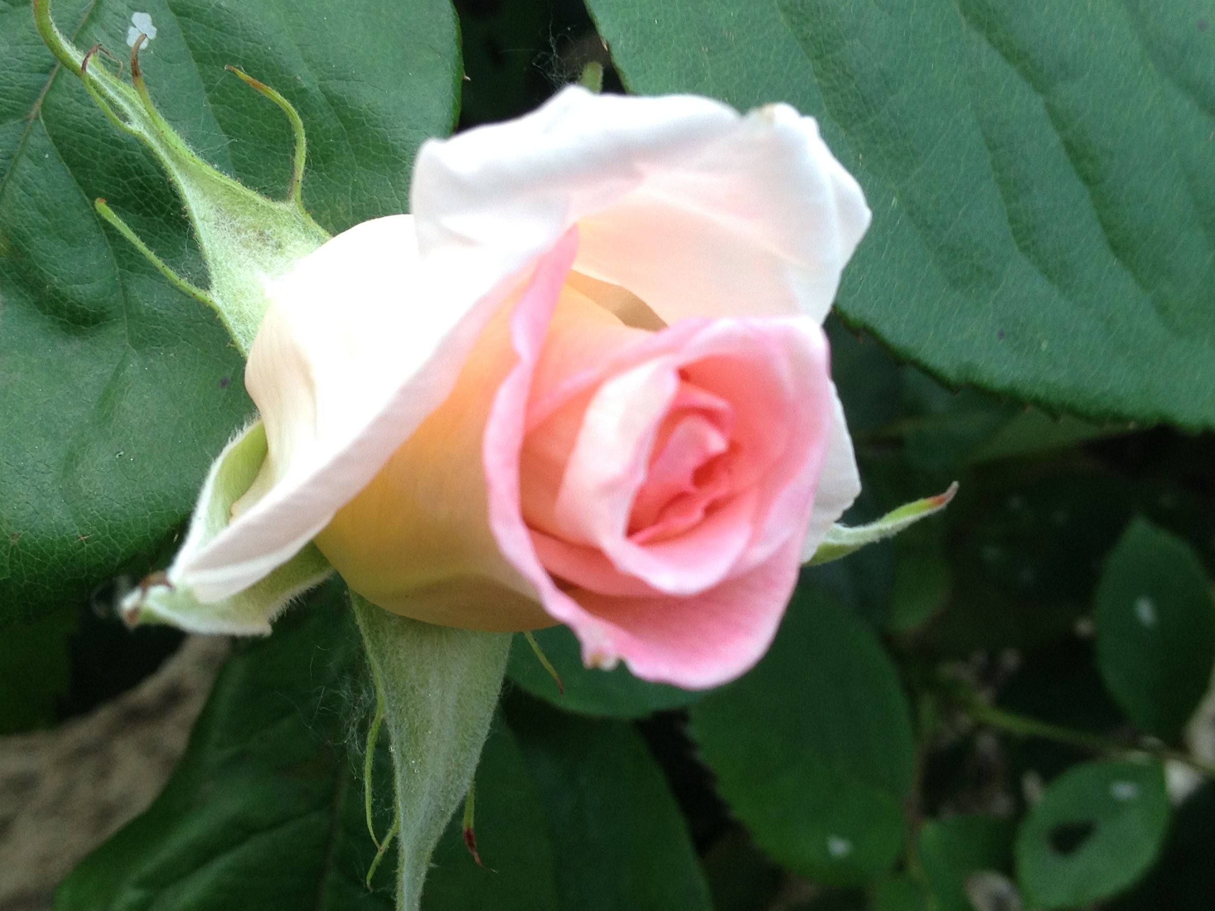 Rosa di Papa Giovanni