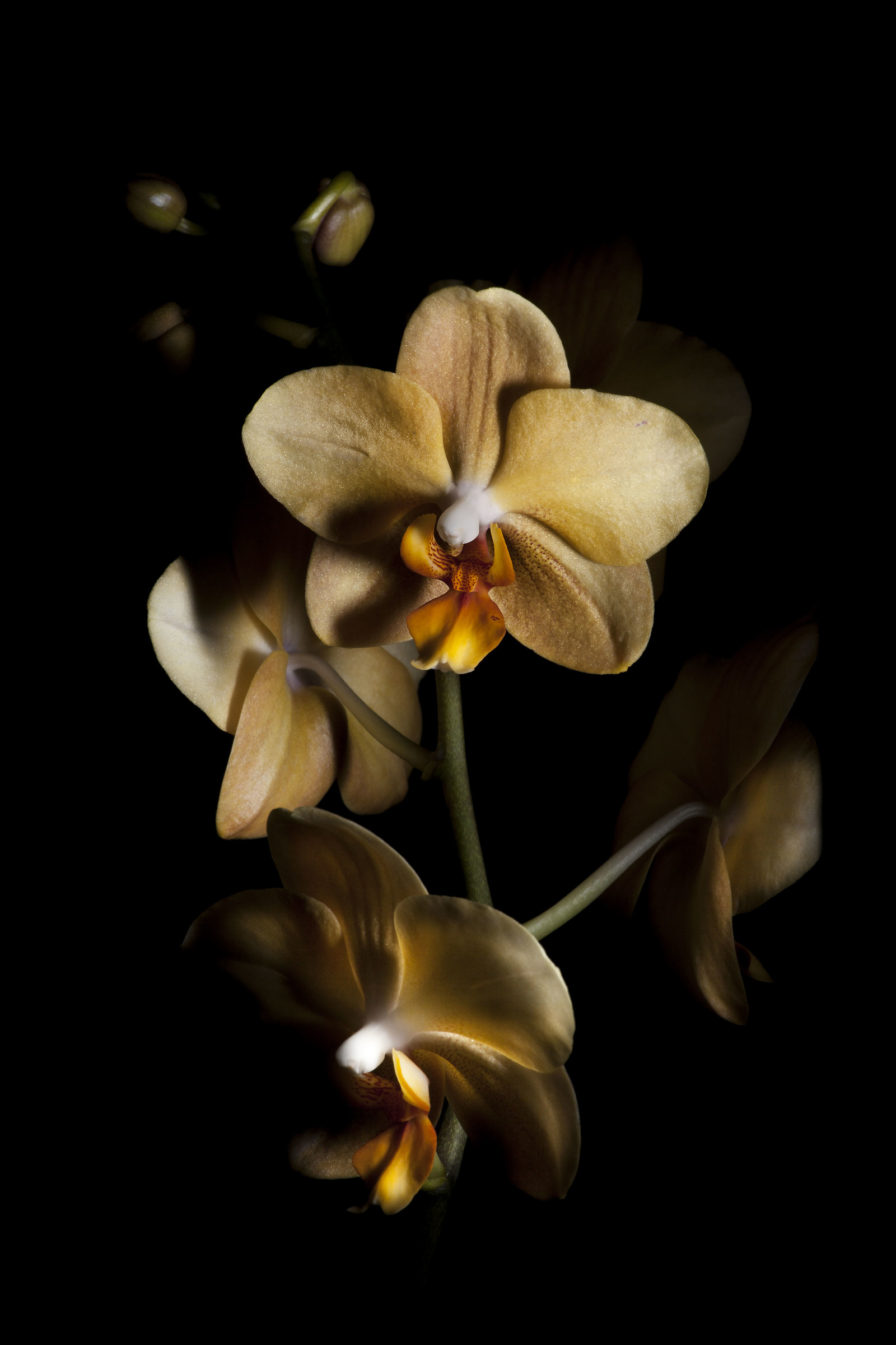 orchid