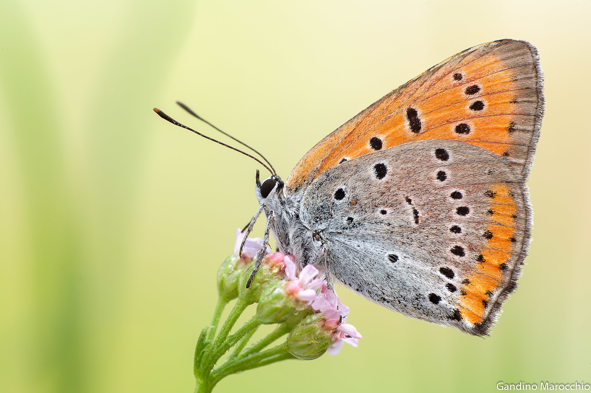 Lycaena dispar