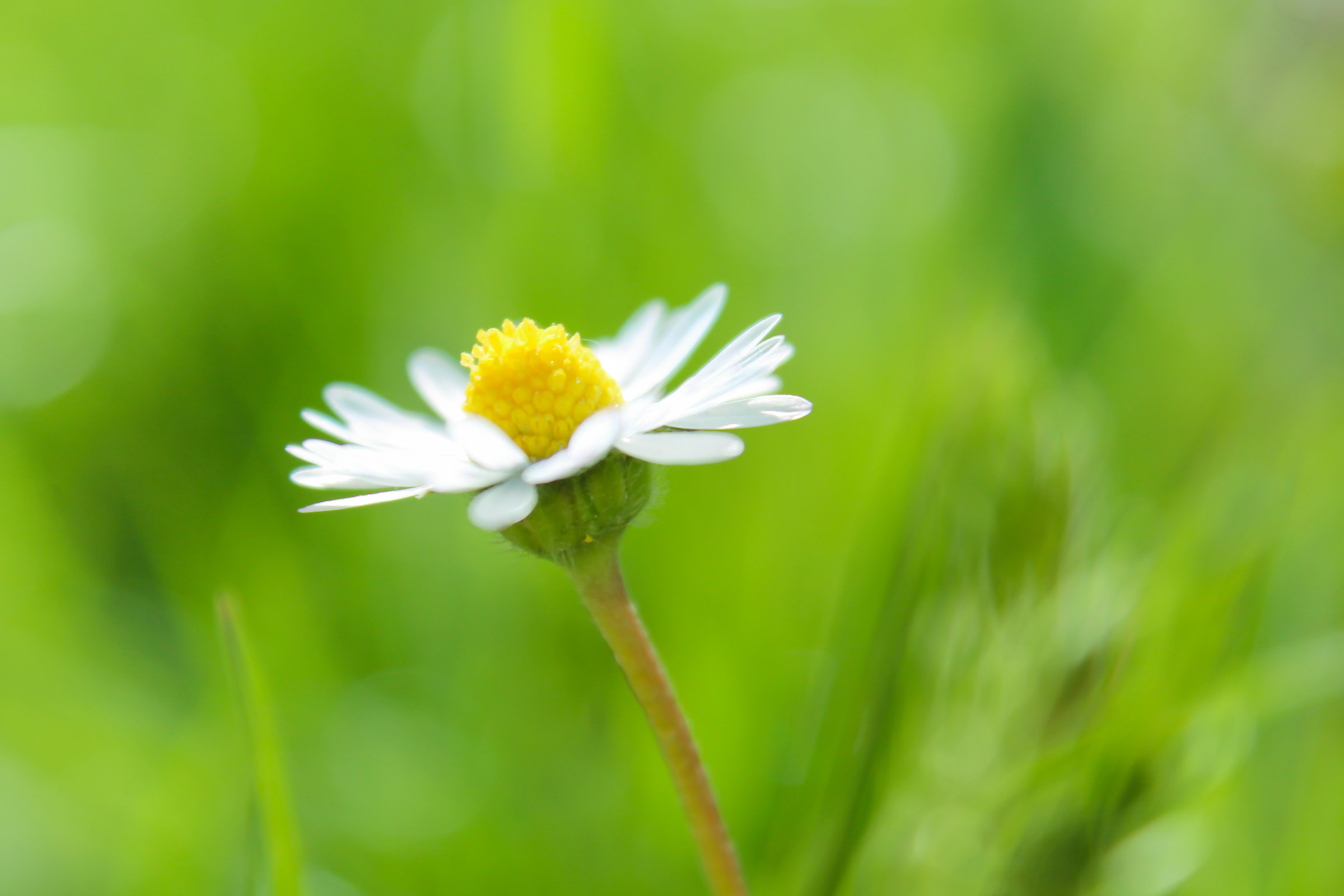 Margherita Di Primavera