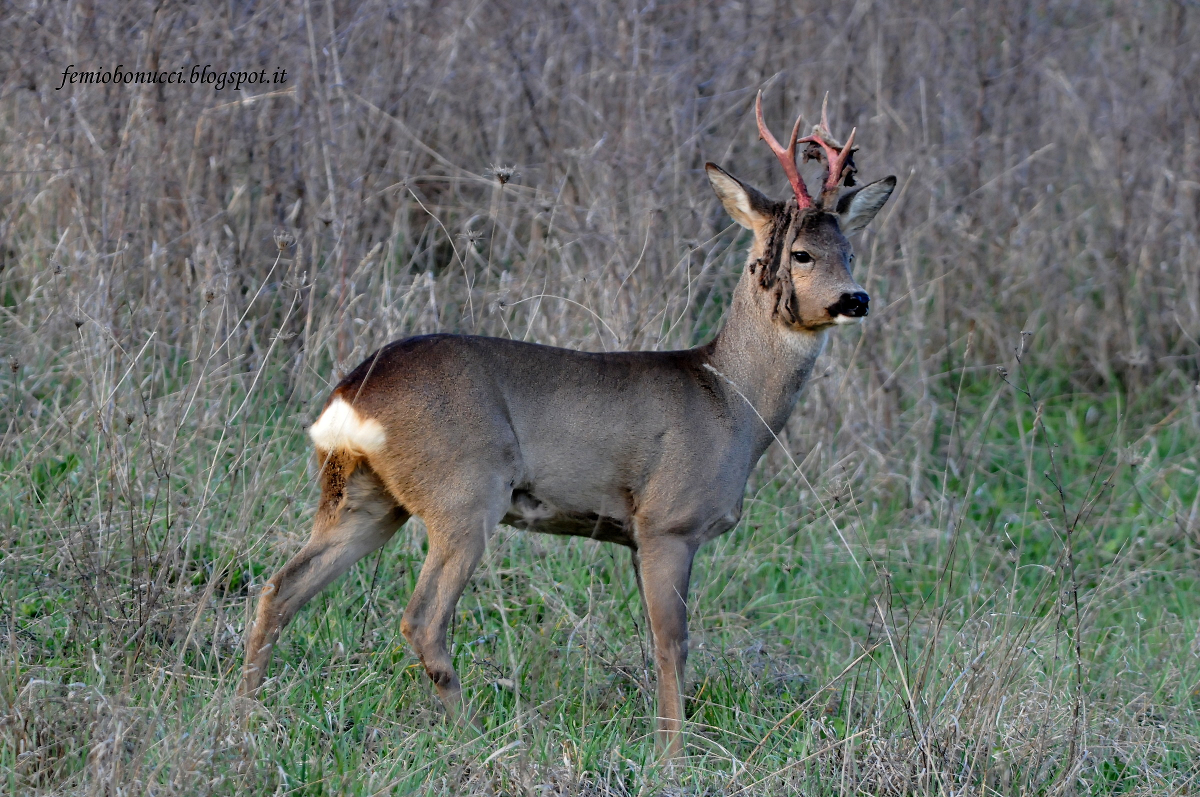 Roe deer (Capreolus capreolus) cleaning stage