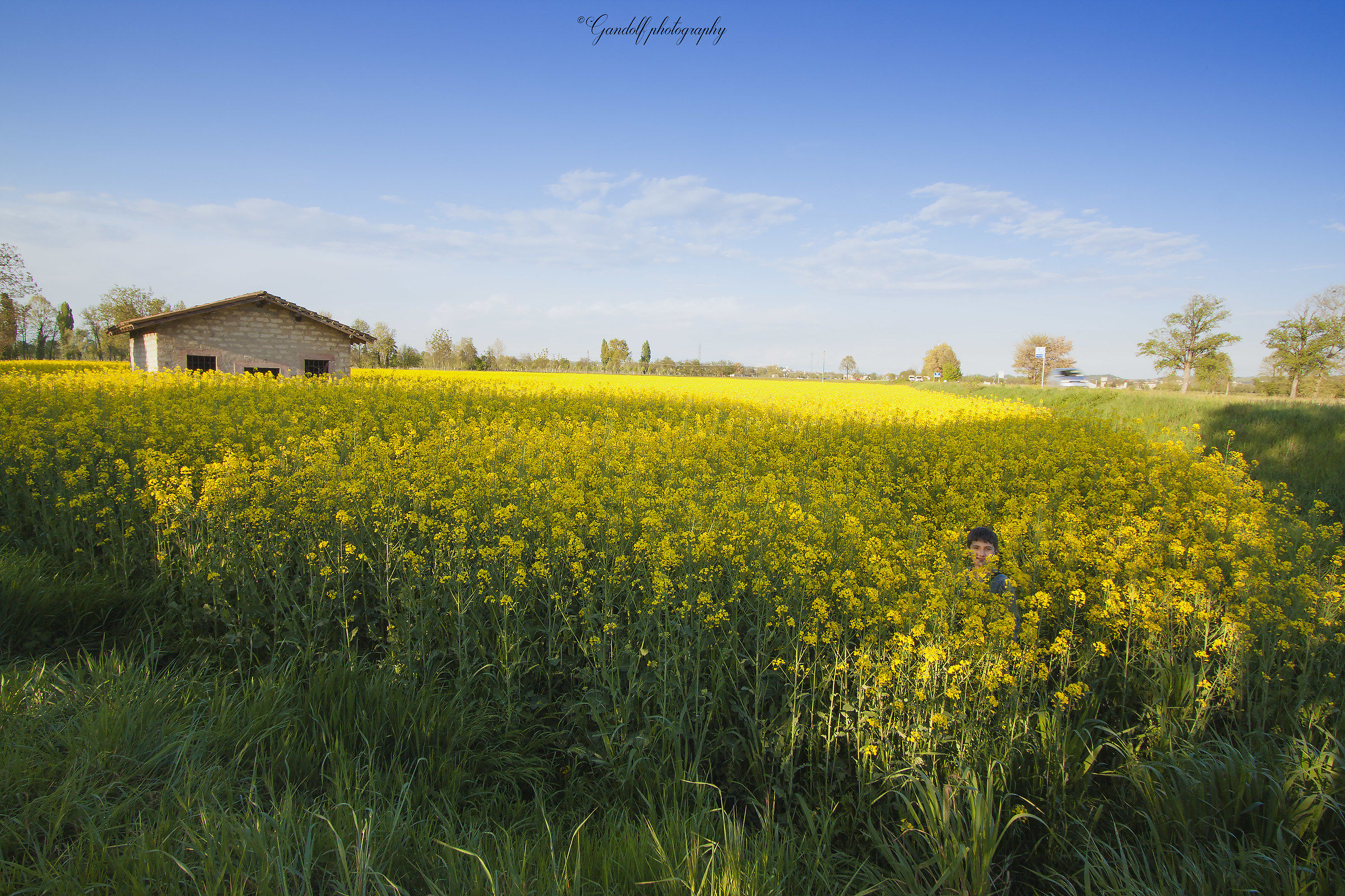 L'intruso immerso nel giallo