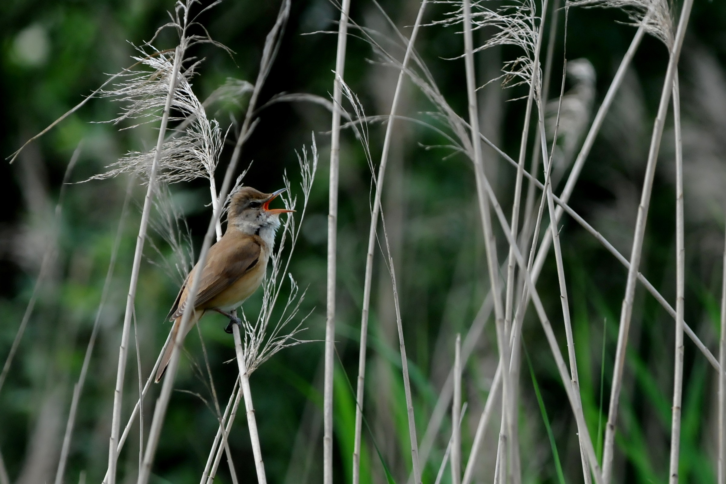 Great reed warbler (Acrocephalus arundinaceus)