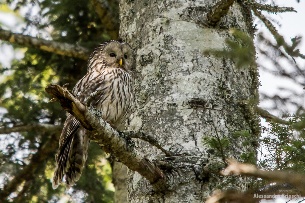 Ural owl
