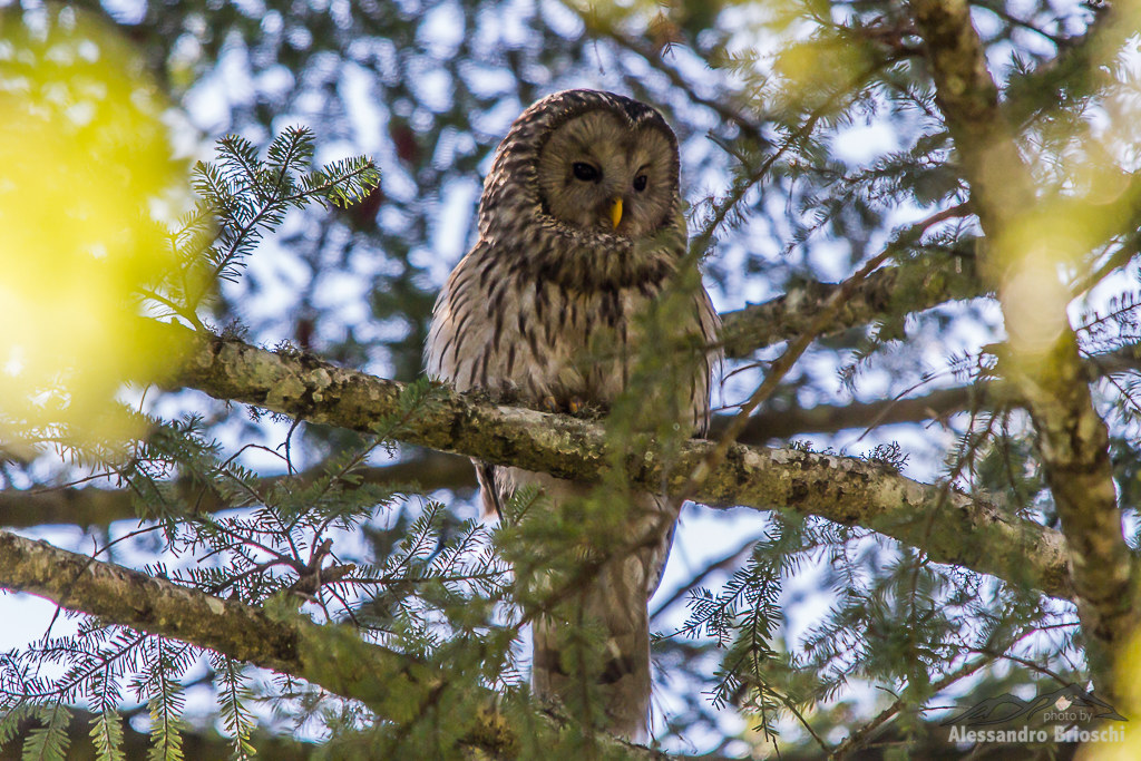 Ural owl