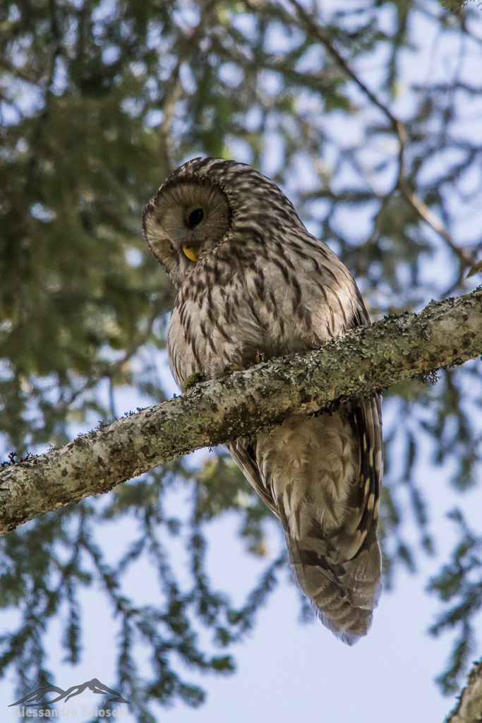 Ural owl