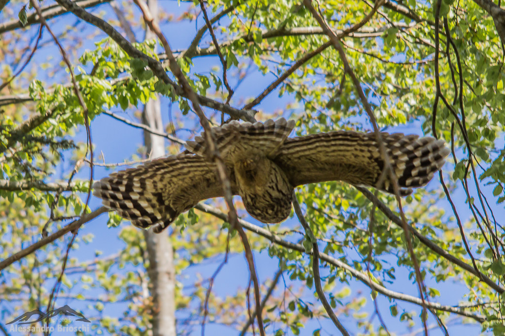 Ural owl