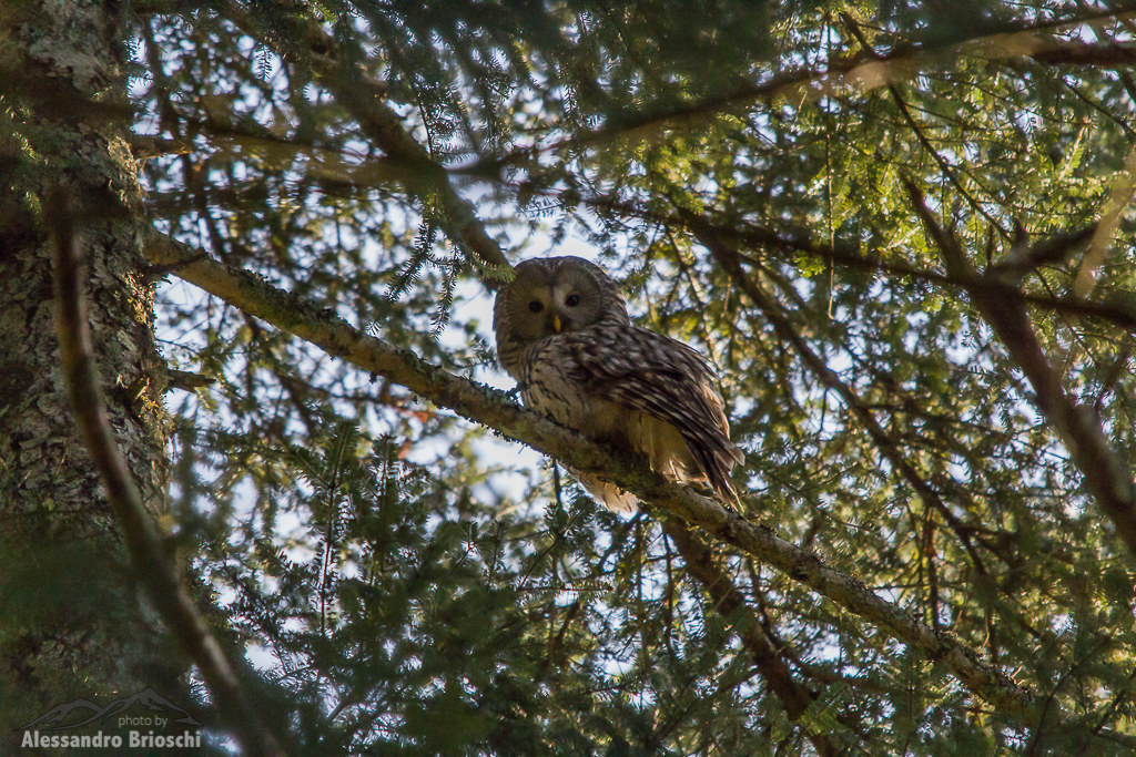 Ural owl