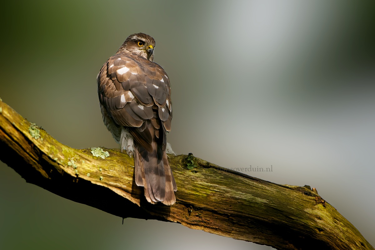 Sparrow-Hawk female