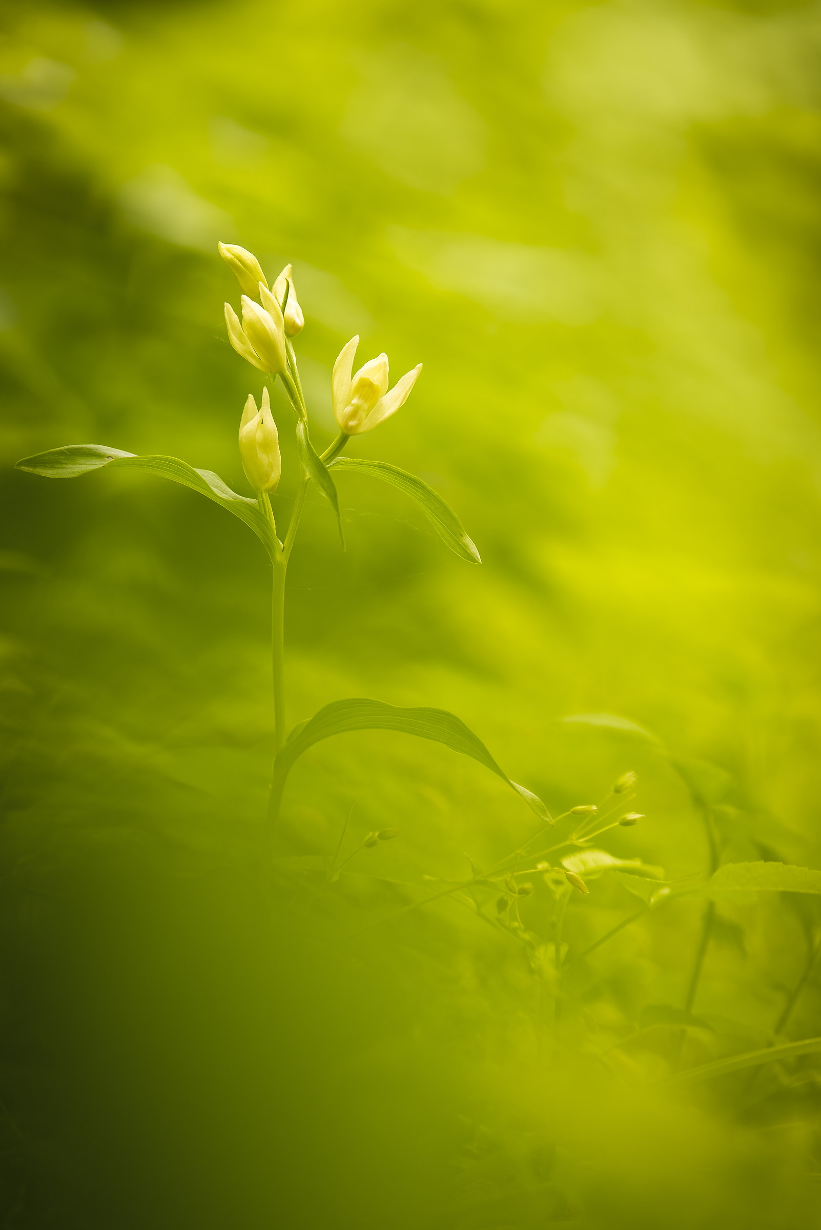 cephalanthera damasonium