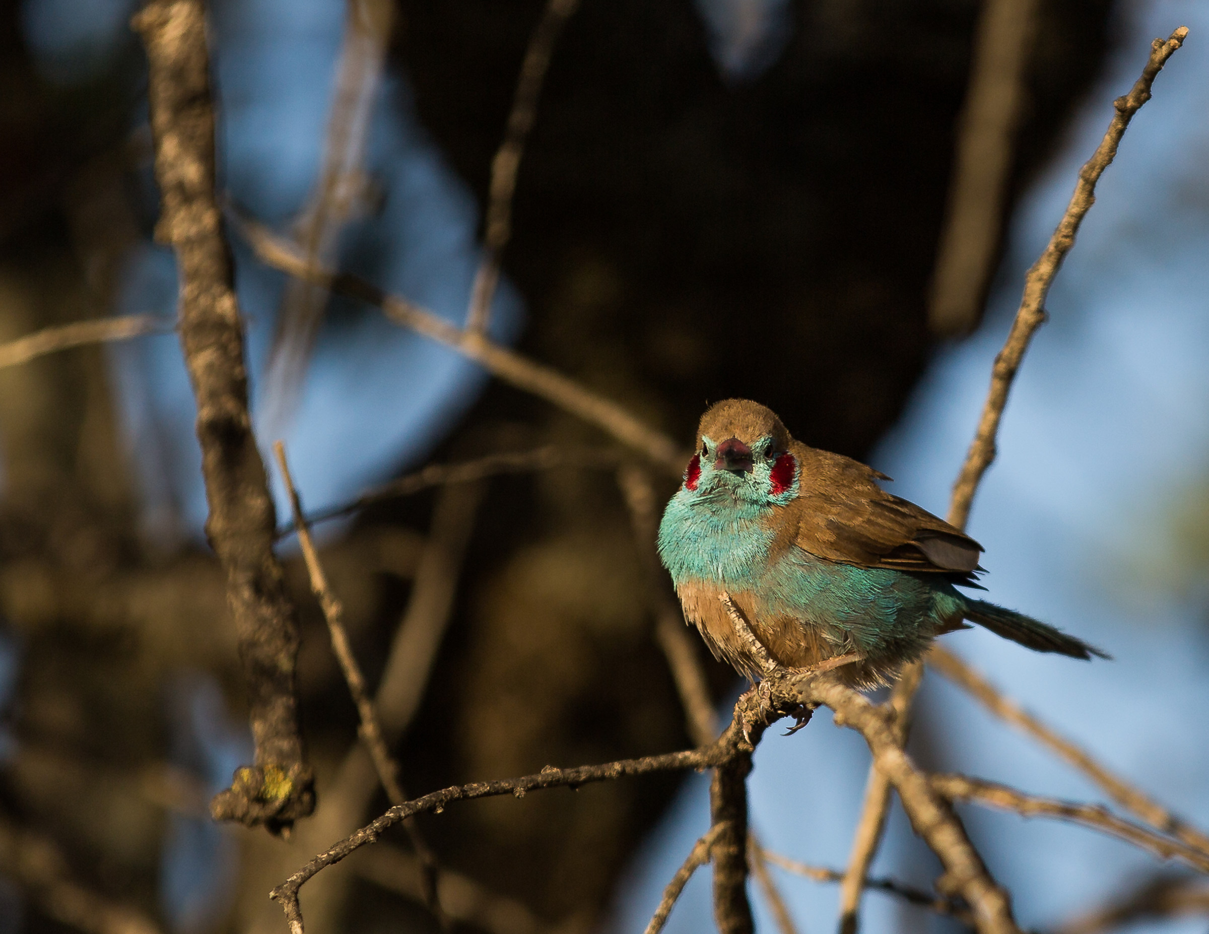 Cordon bleu (Uraeginthus bengalus) - Etiopia
