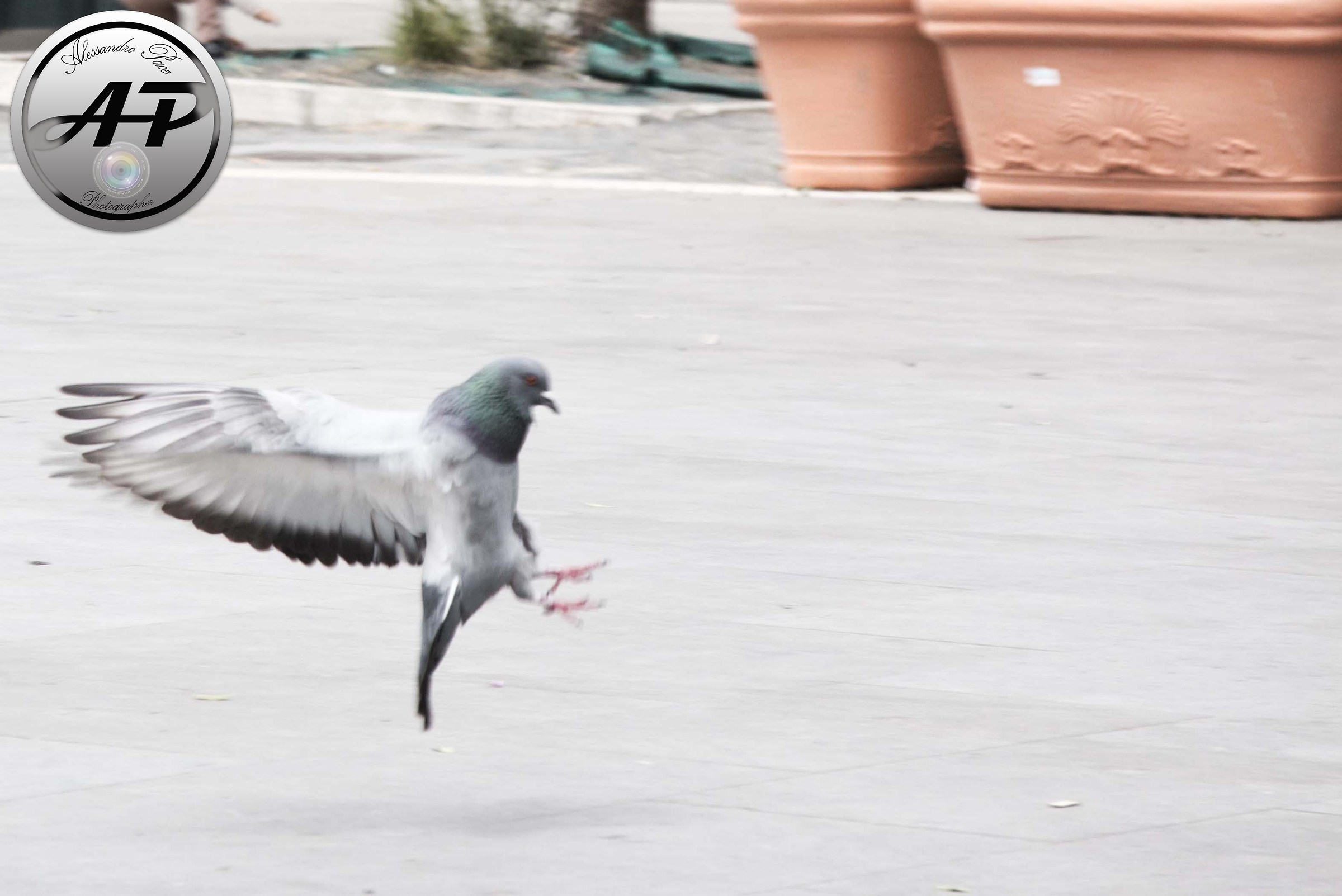 pigeon in landing
