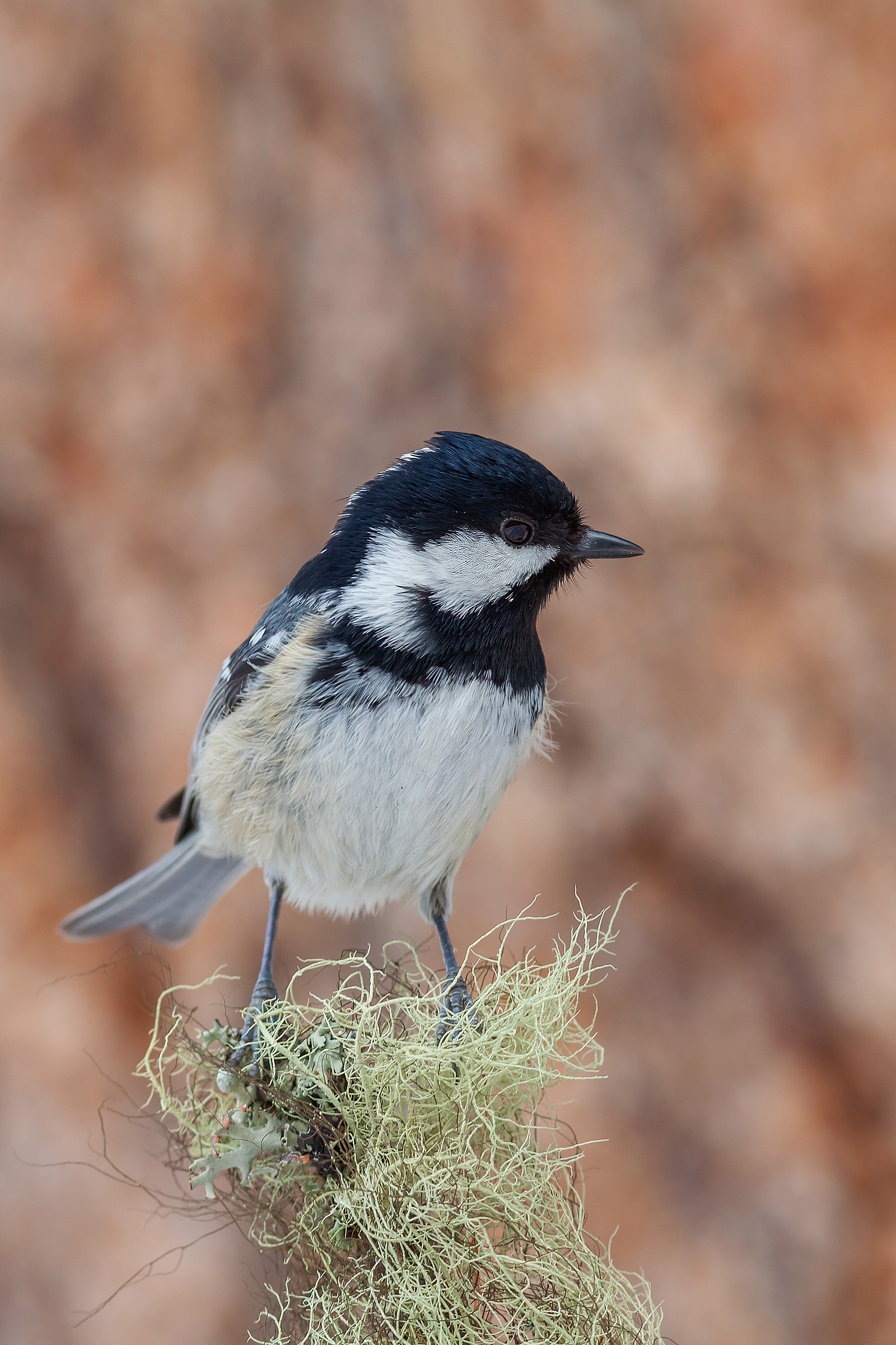 Coal Tit (Periparus ater)