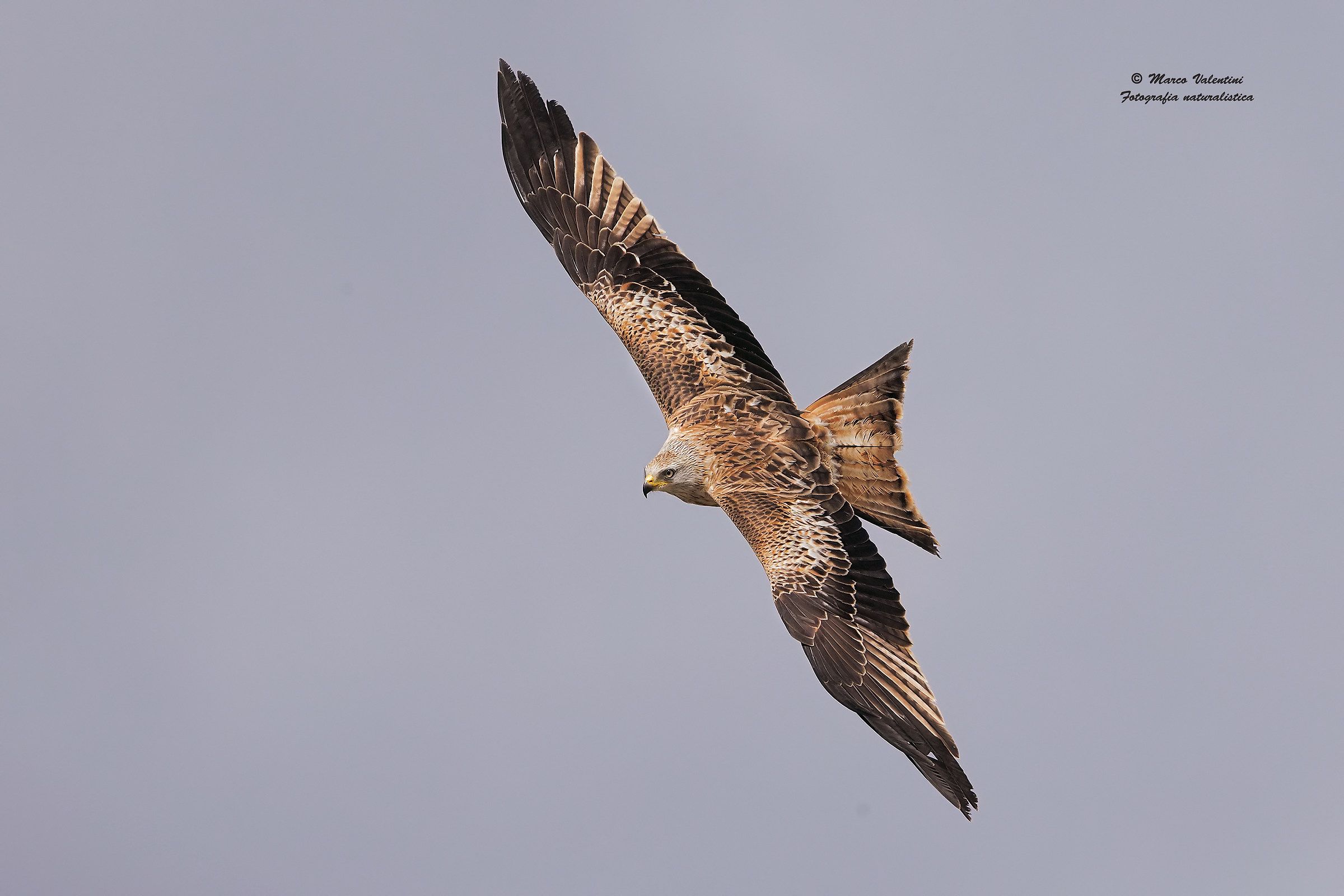 The colors of the red kite