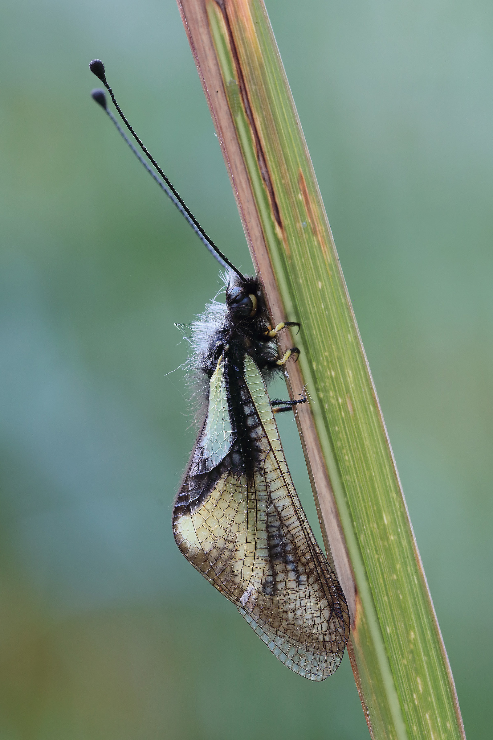 Libelloides coccajus