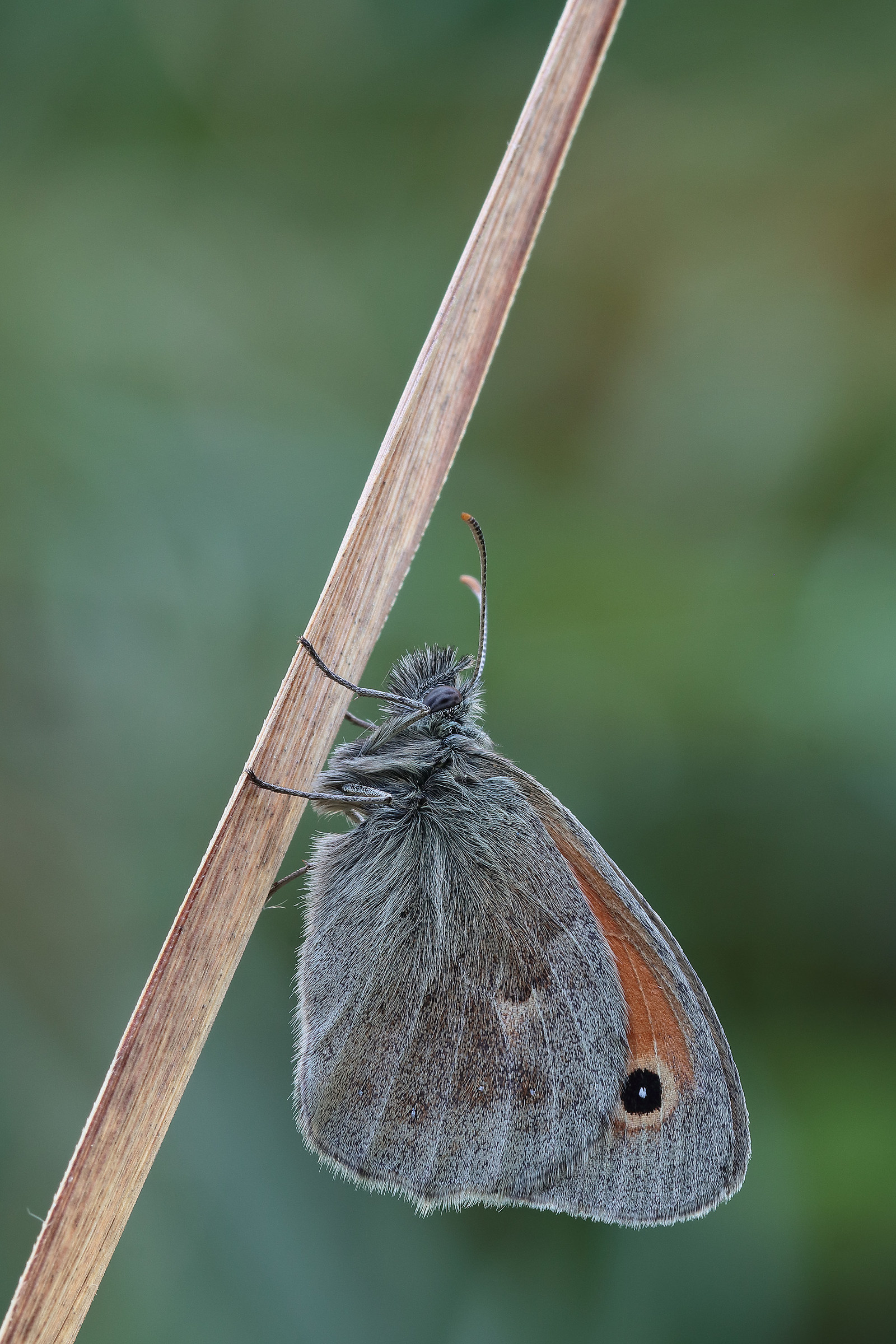 Coenonympha pamphilus