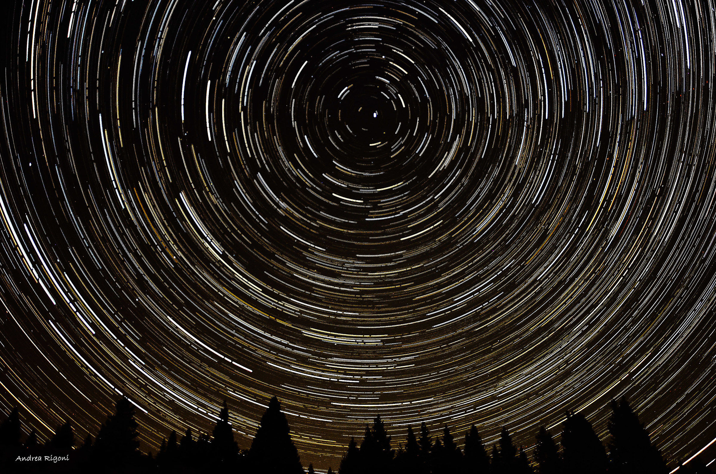 Startrail forest