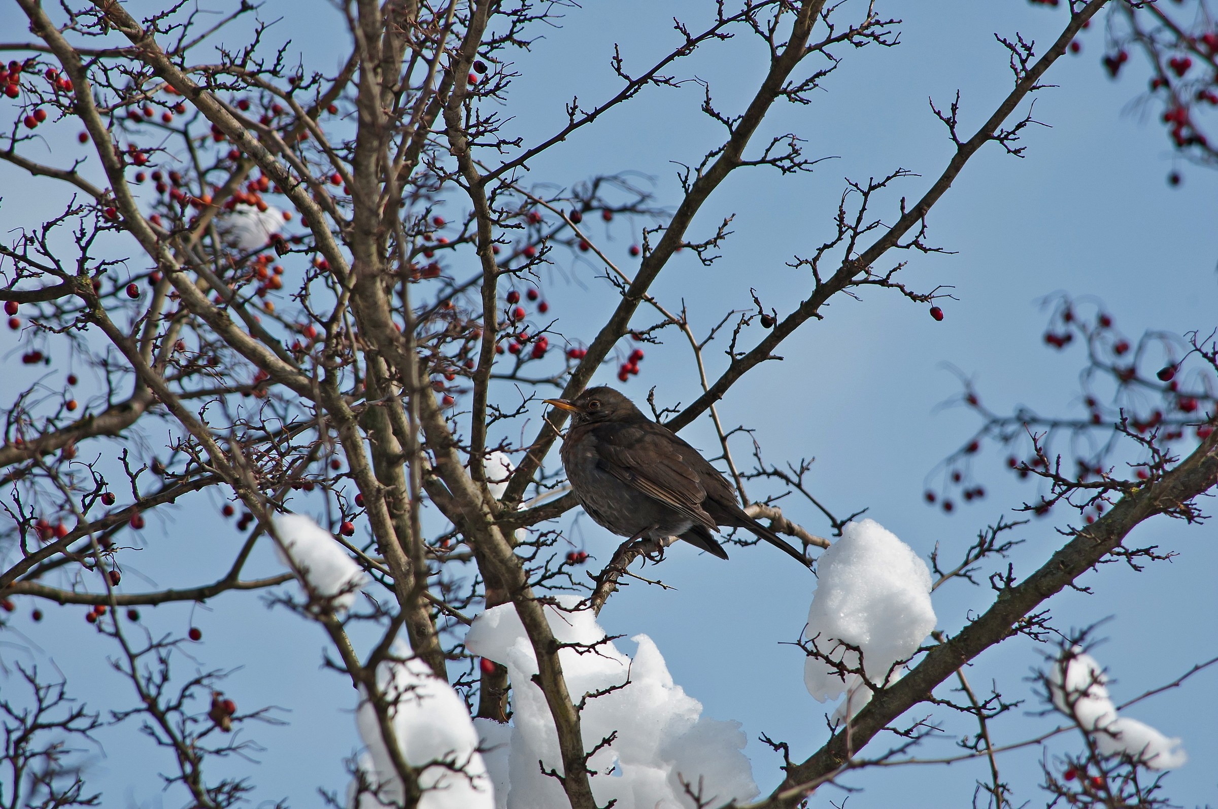 female blackbird