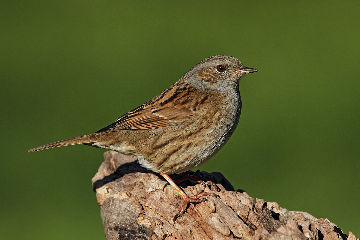 Dunnock