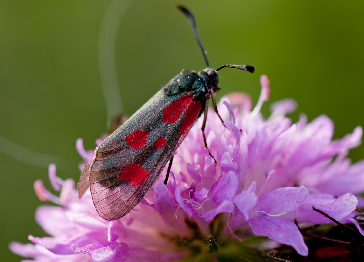Zygaena