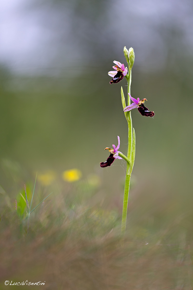 Ophrys bertolonii