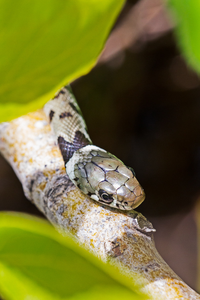 Biscia dal Collare - Natrix natrix