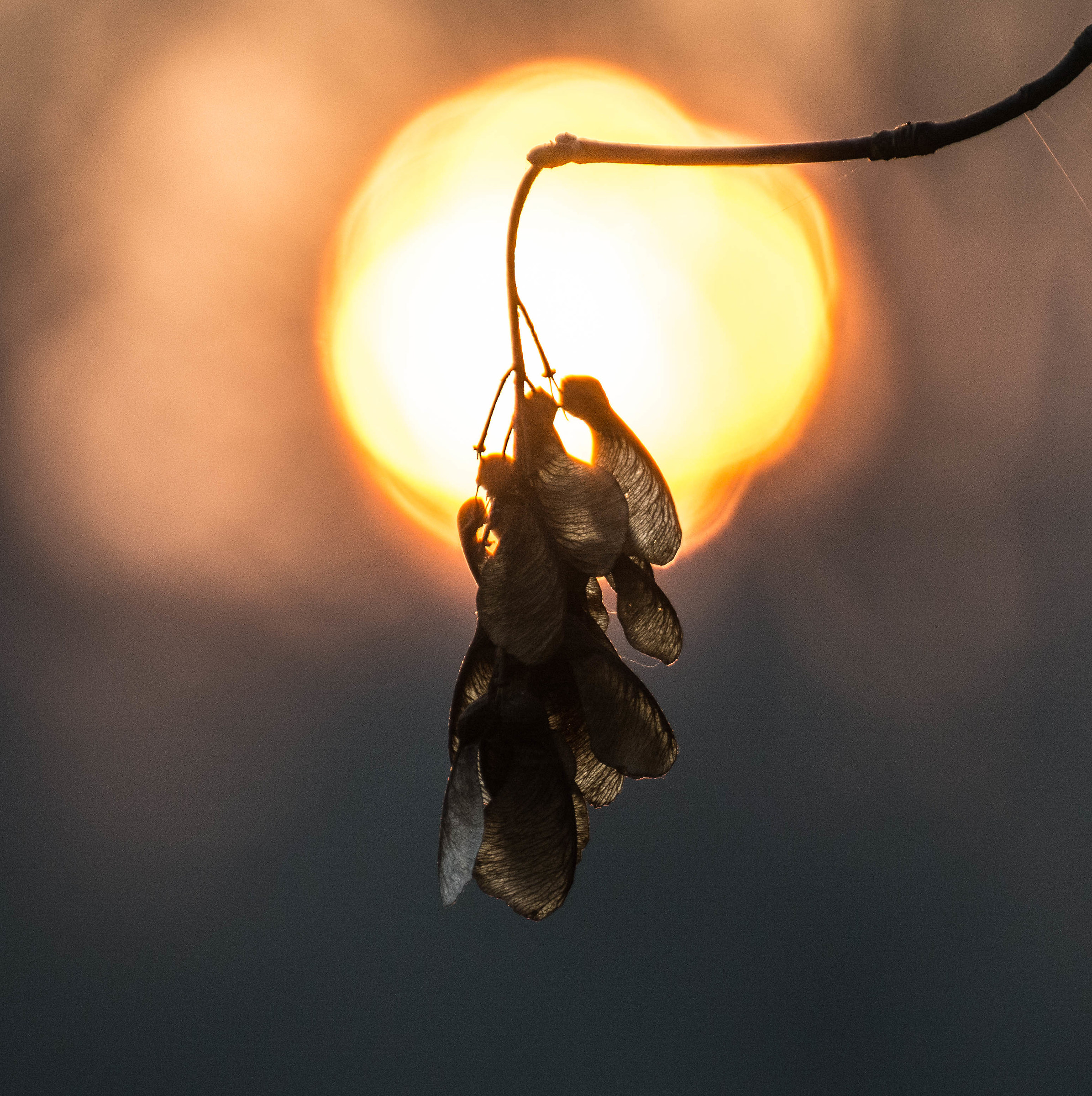 domani.. chi lo sà?