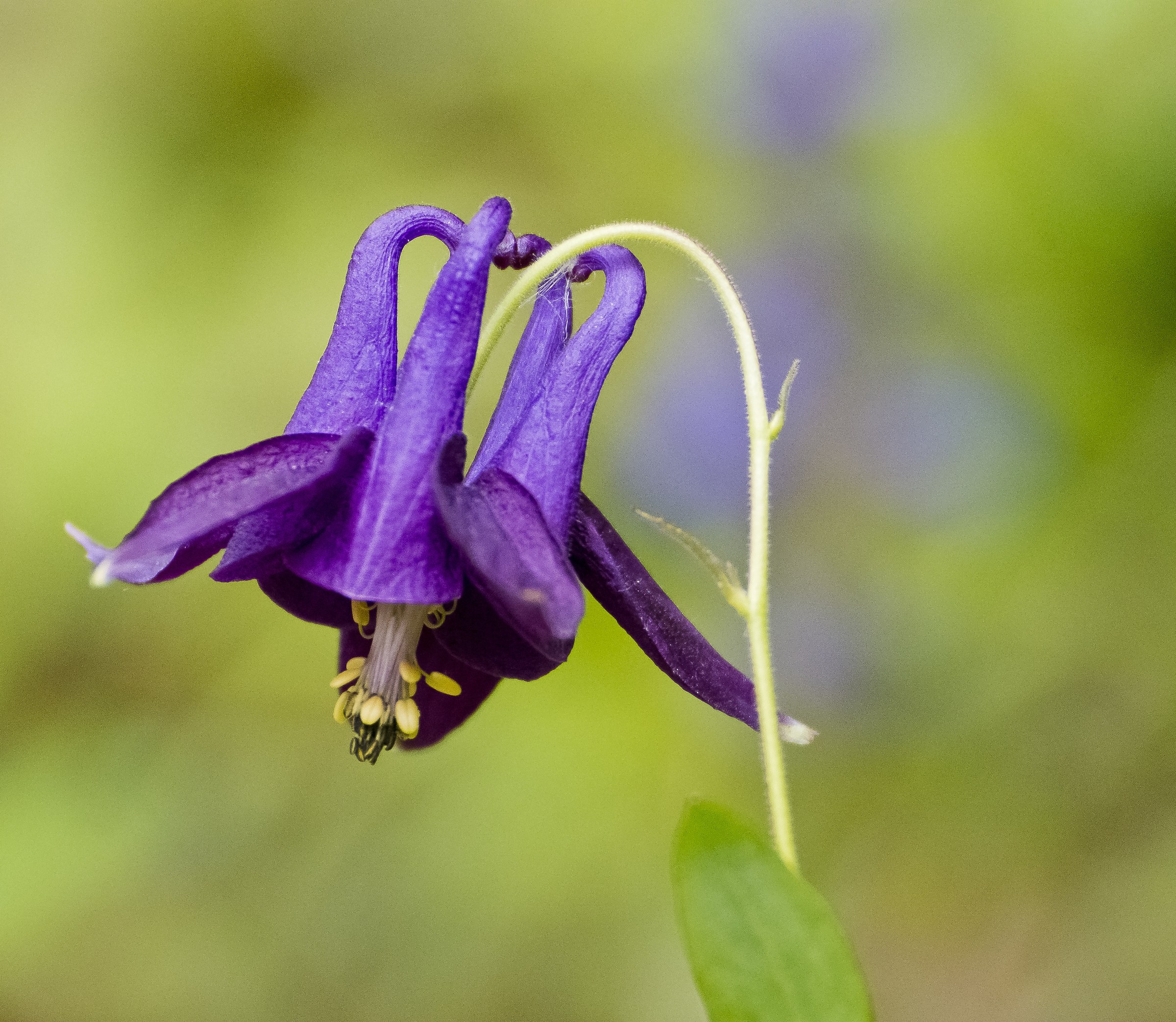 Aquilegia Apuanica
