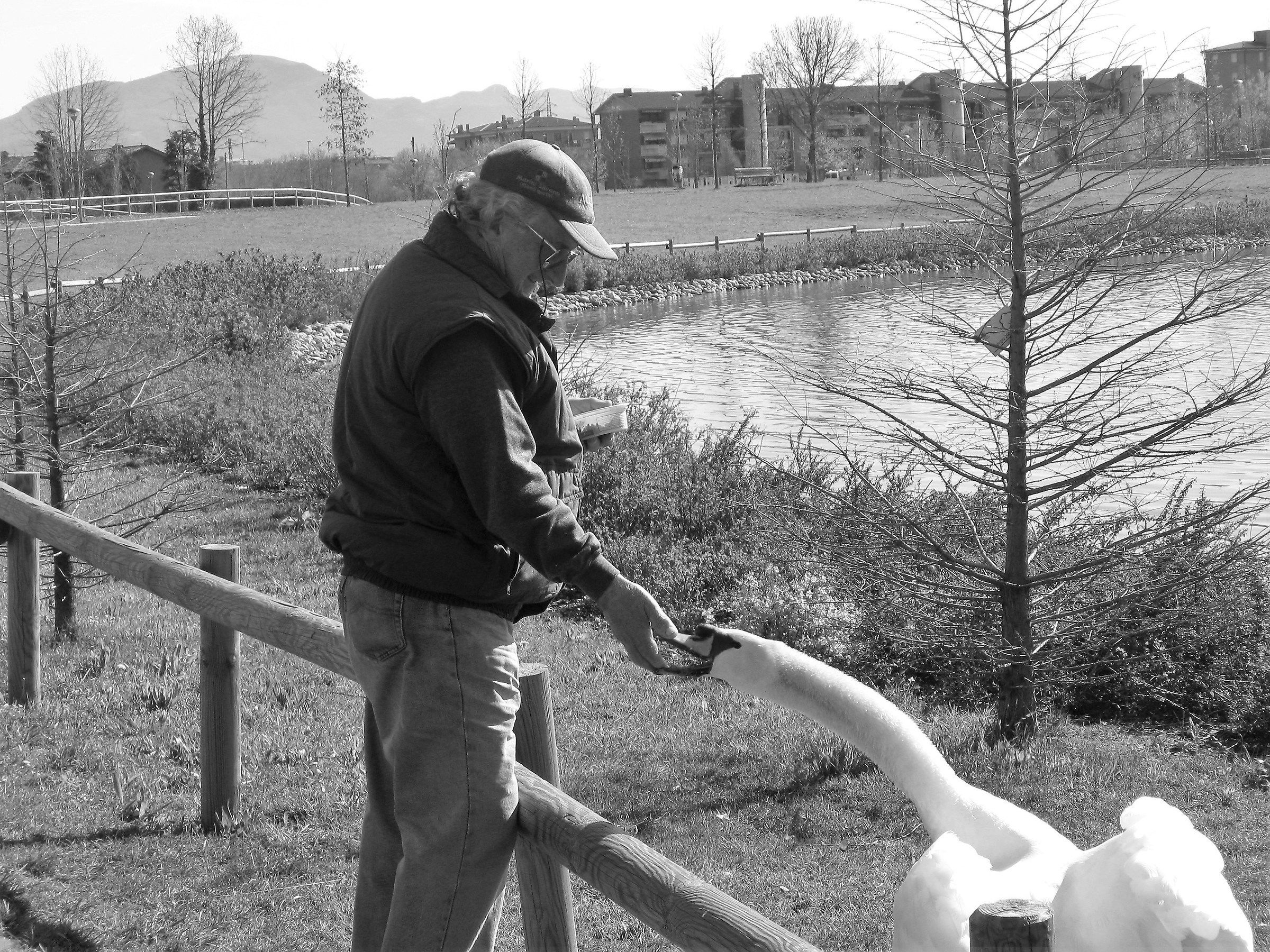 the friend of the Swans