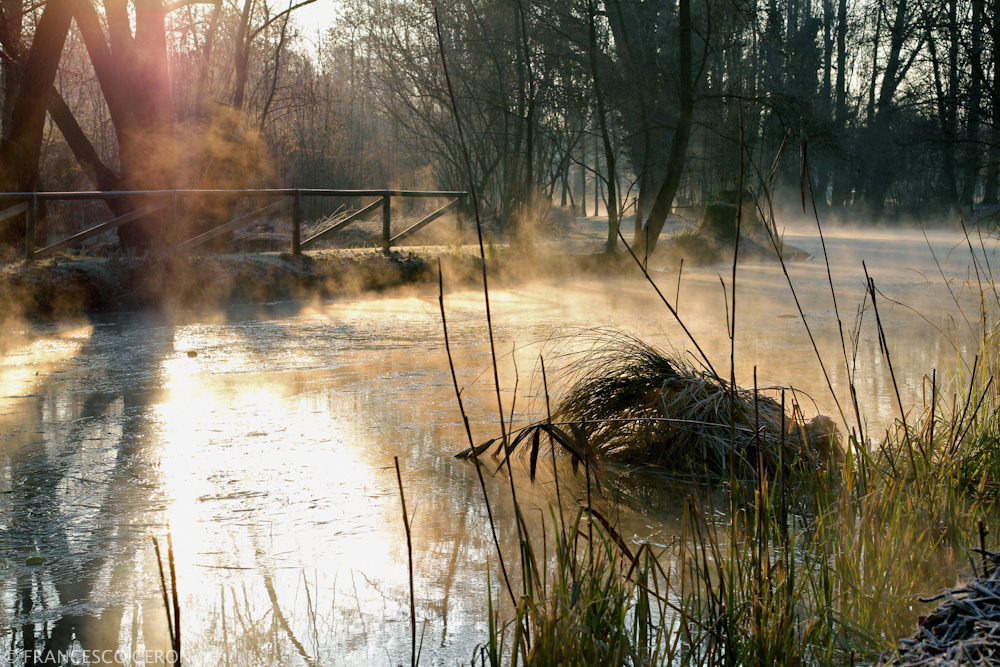 The golden mists of winter