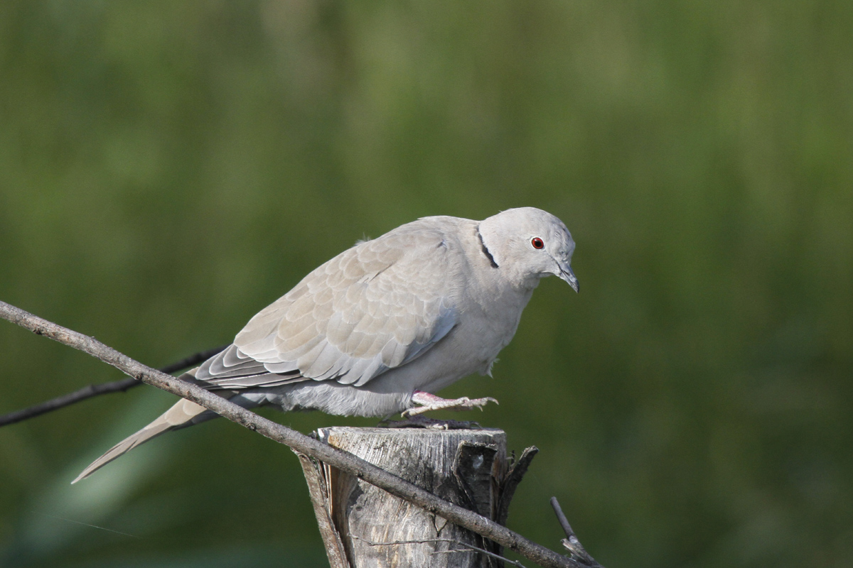 Collared Dove
