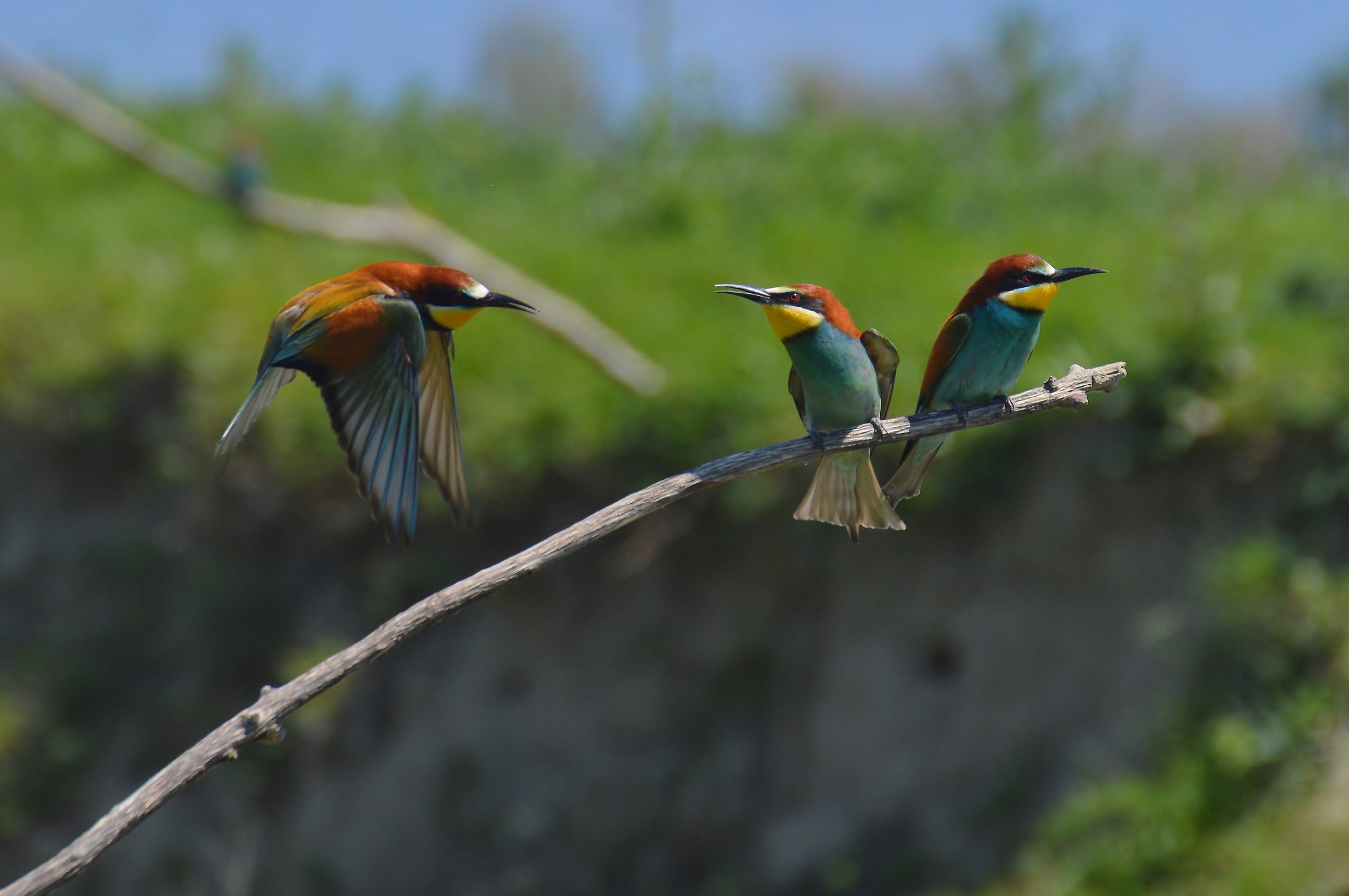 bee-eaters